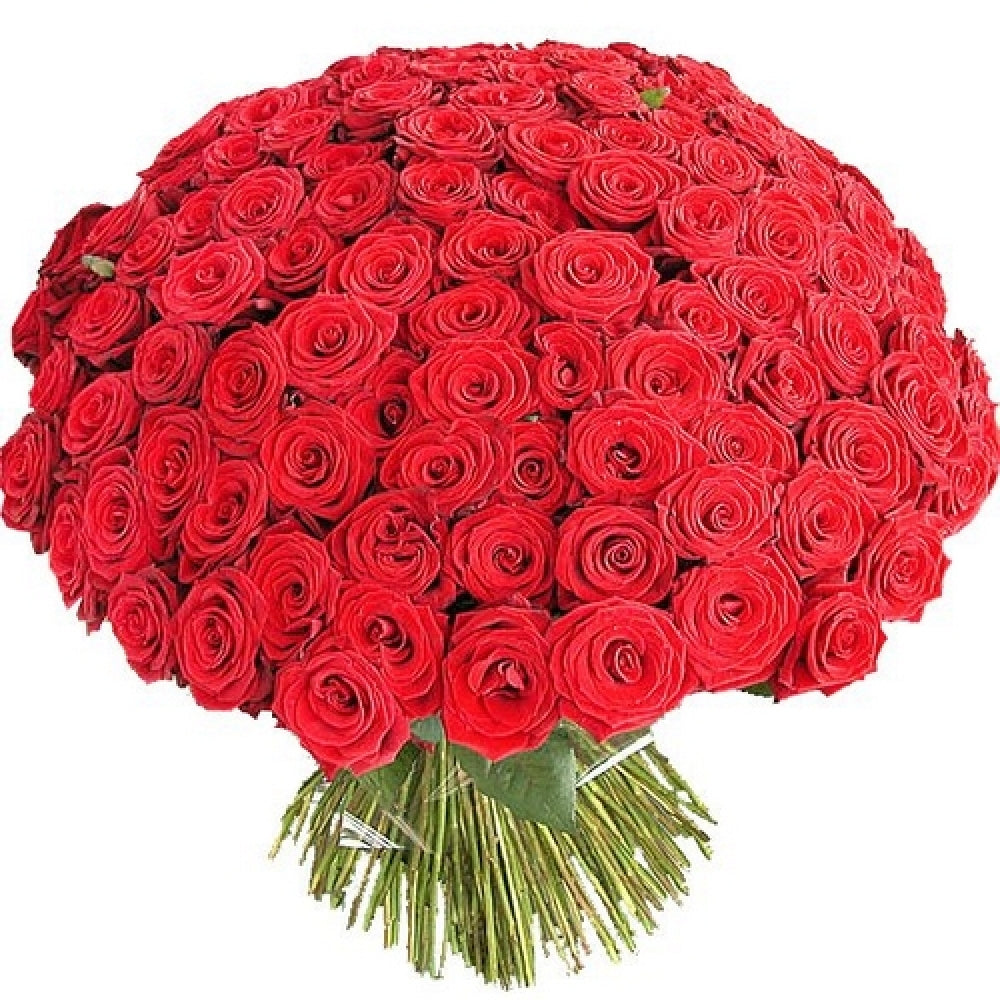 12 Red Rose with 1 White rose