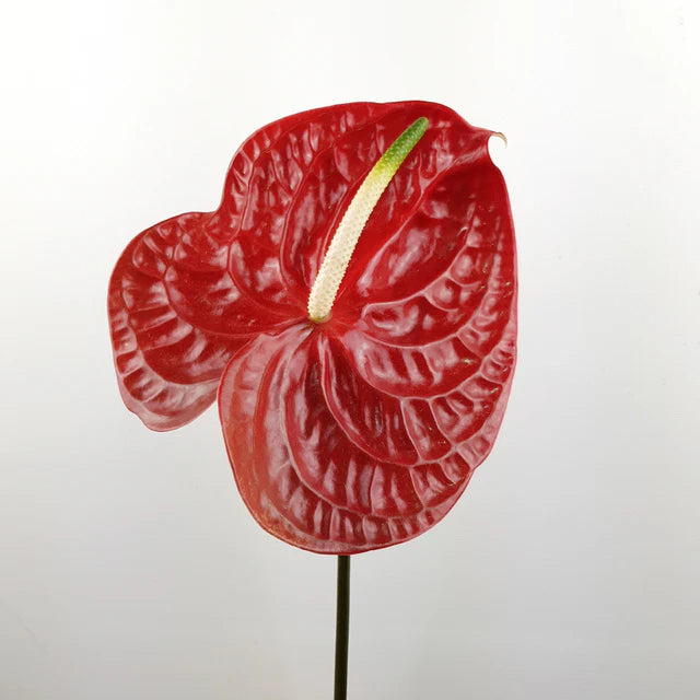 cut anthurium flowers Red Anthurium Cut Flower