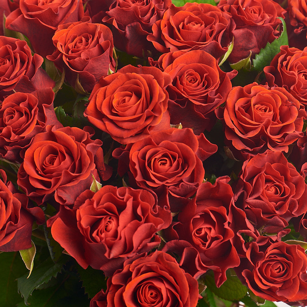 51 Red Rose Bouquet With Green Wrapping