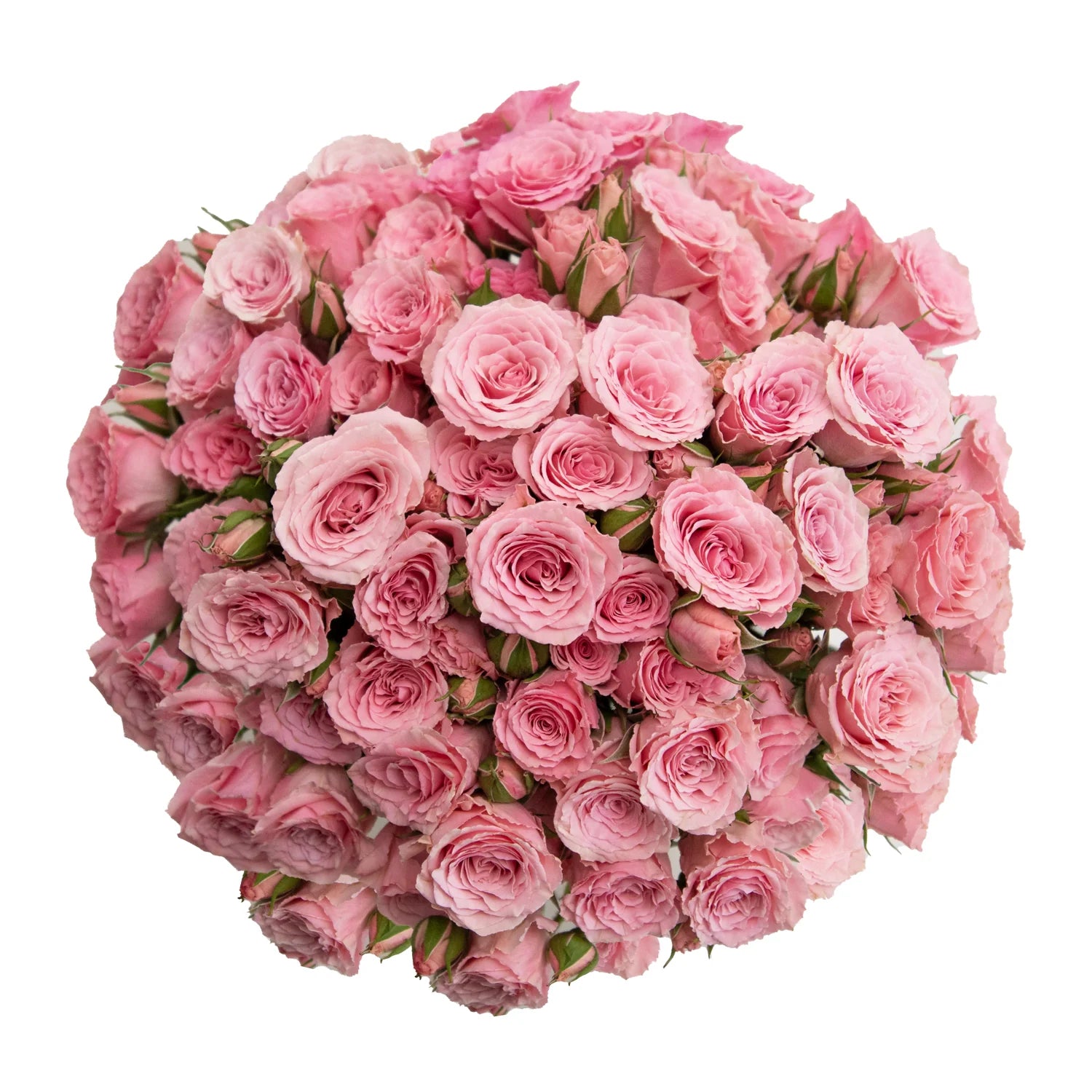 Rose H!Baby Shabetpoa Primaer6｜ベビー・キッズ 