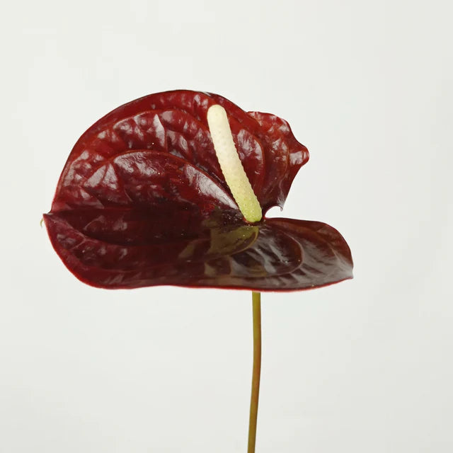 Choco Anthurium Cut Flowers