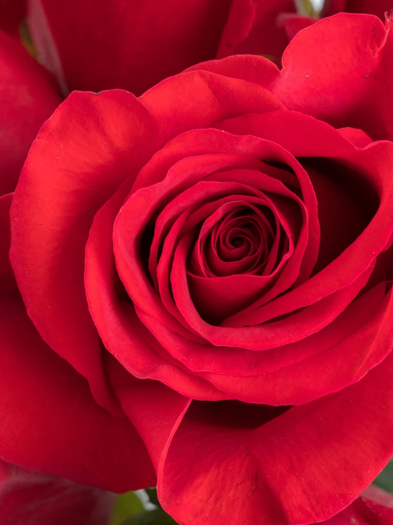 100 Red Roses In Vase