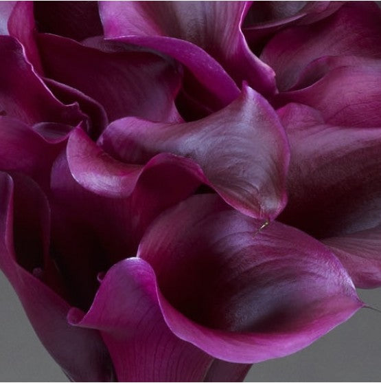 Dark Purple Calla Lily Bridal Bouquet