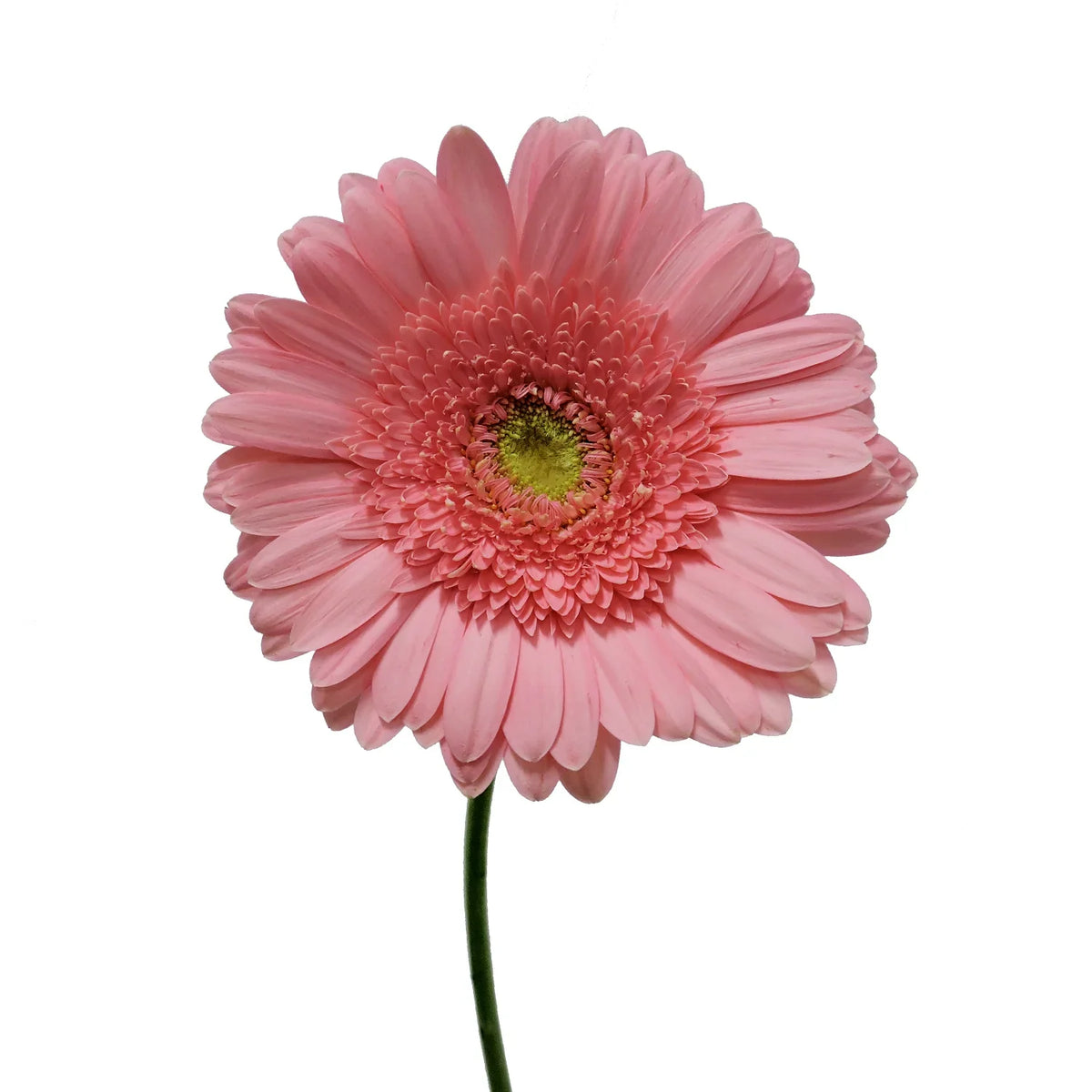 Cheerful pink gerbera daisy in Dubai