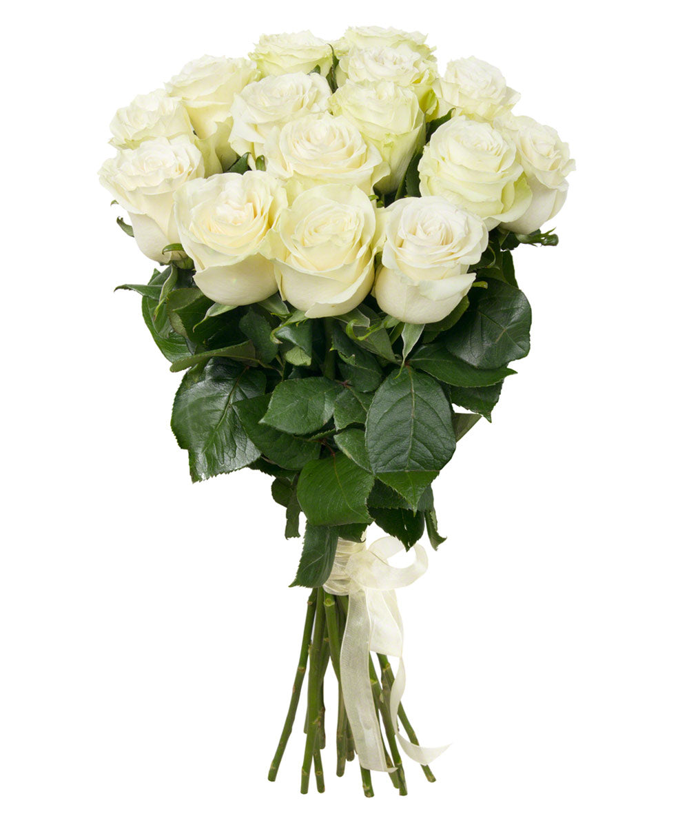 12 White Rose Hand Tied