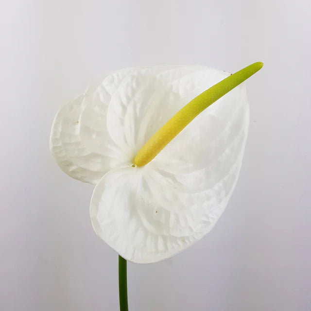 Anthurium White