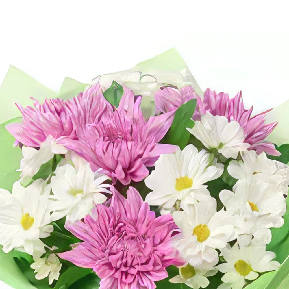 Pink and White Chrysanthemum