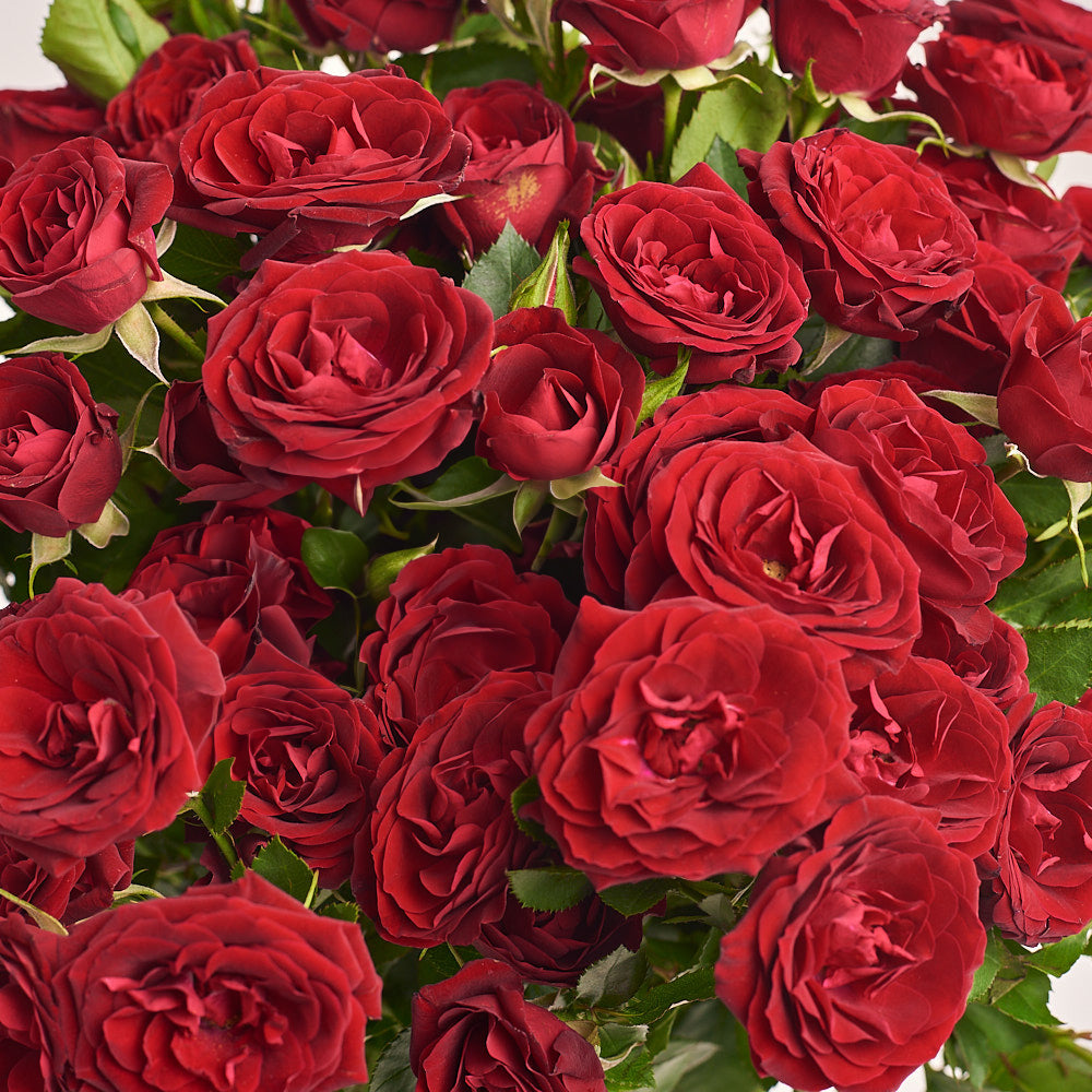 31 Red Baby Rose Bouquet