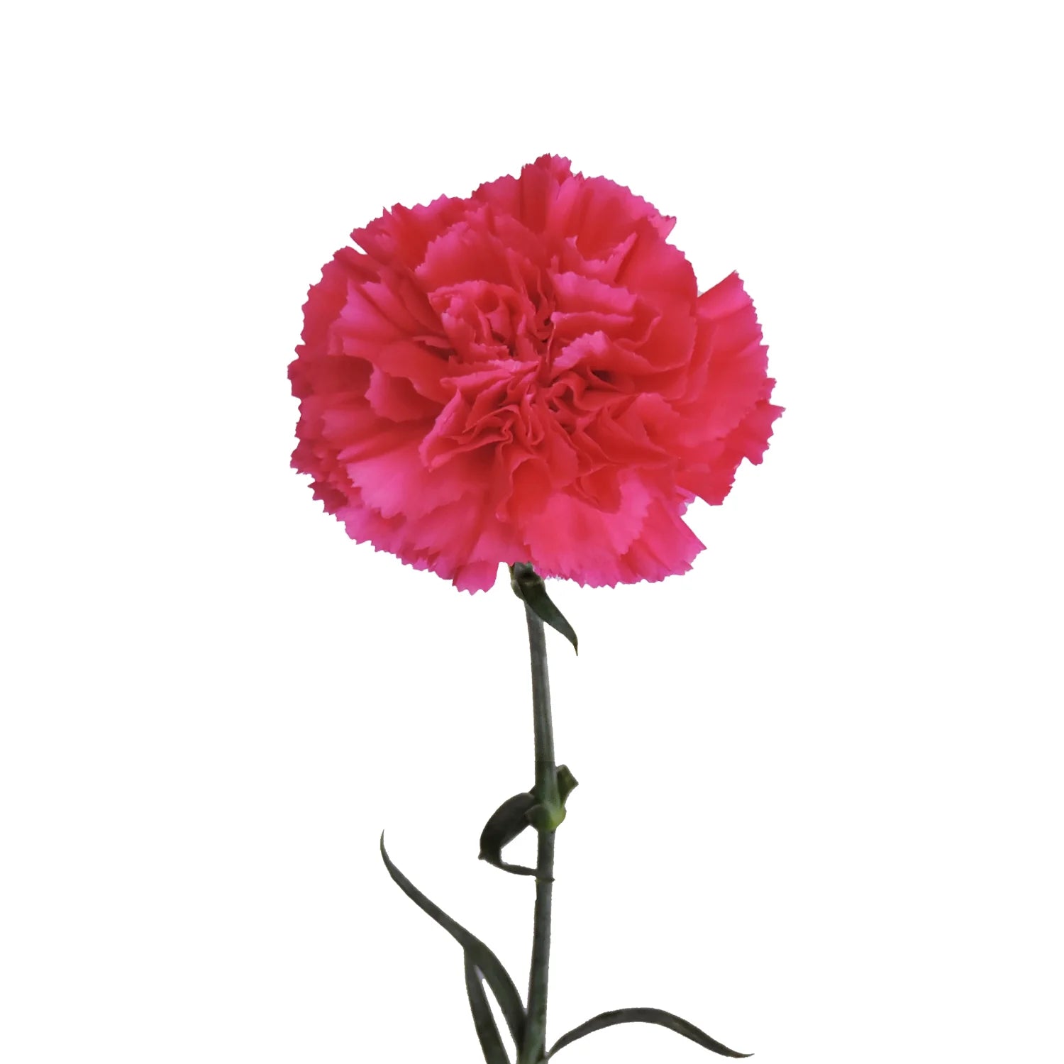 Hot Pink Carnation