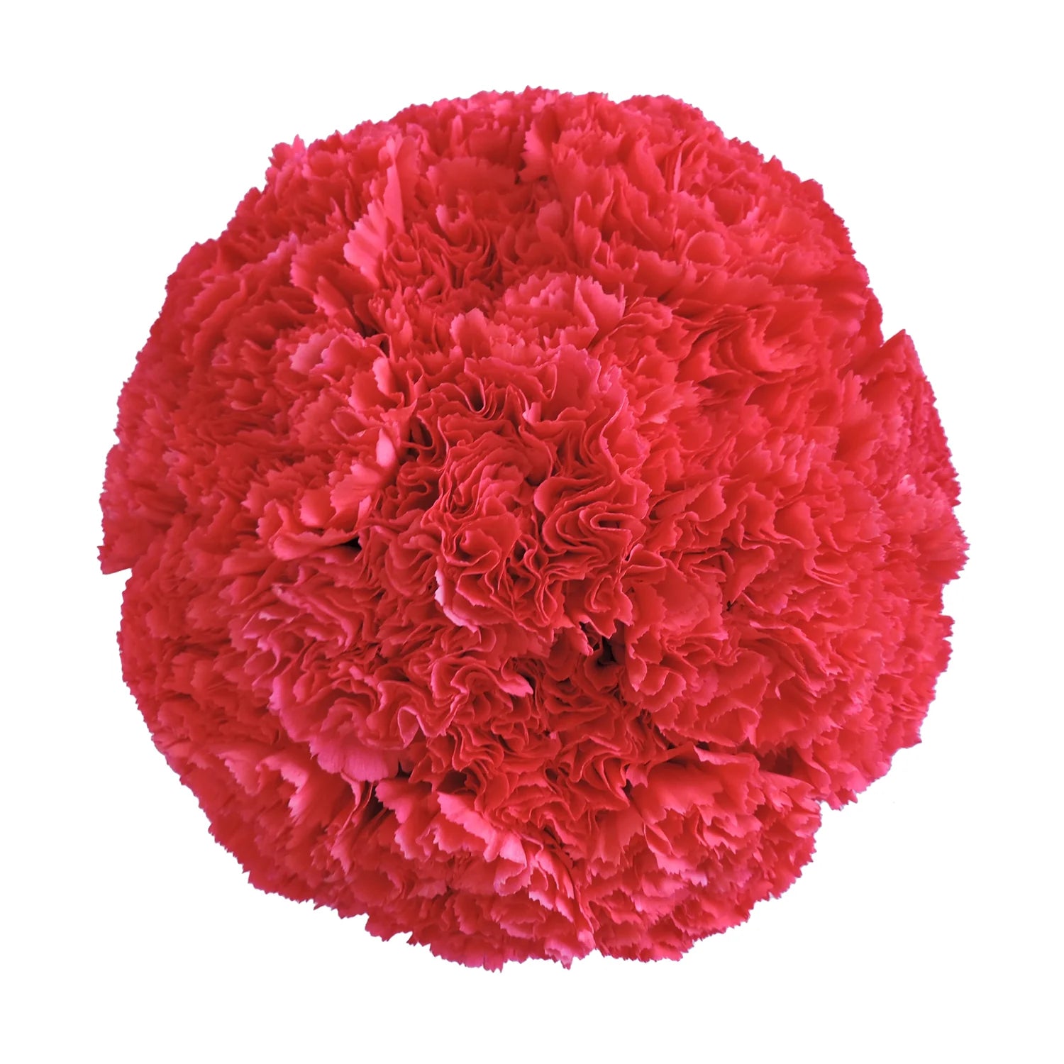 Hot Pink Carnation