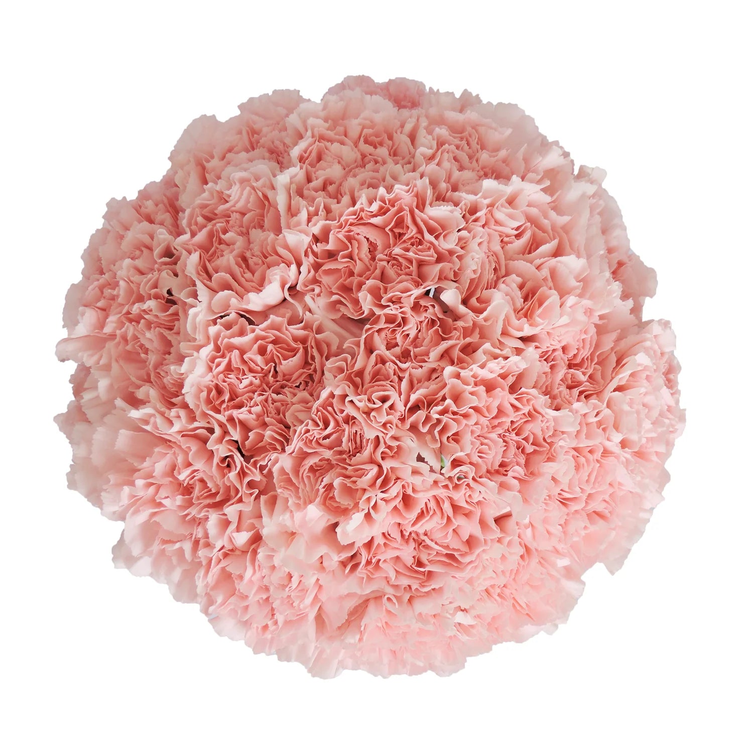 Pink Carnation