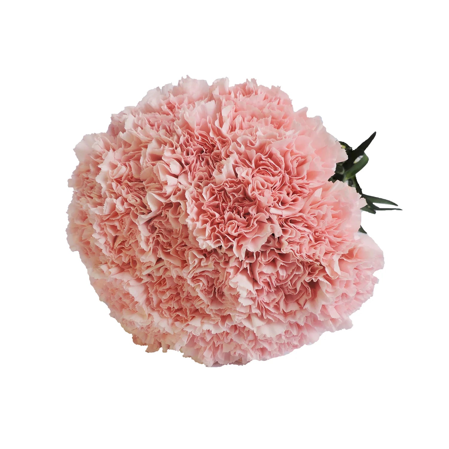 Pink Carnation