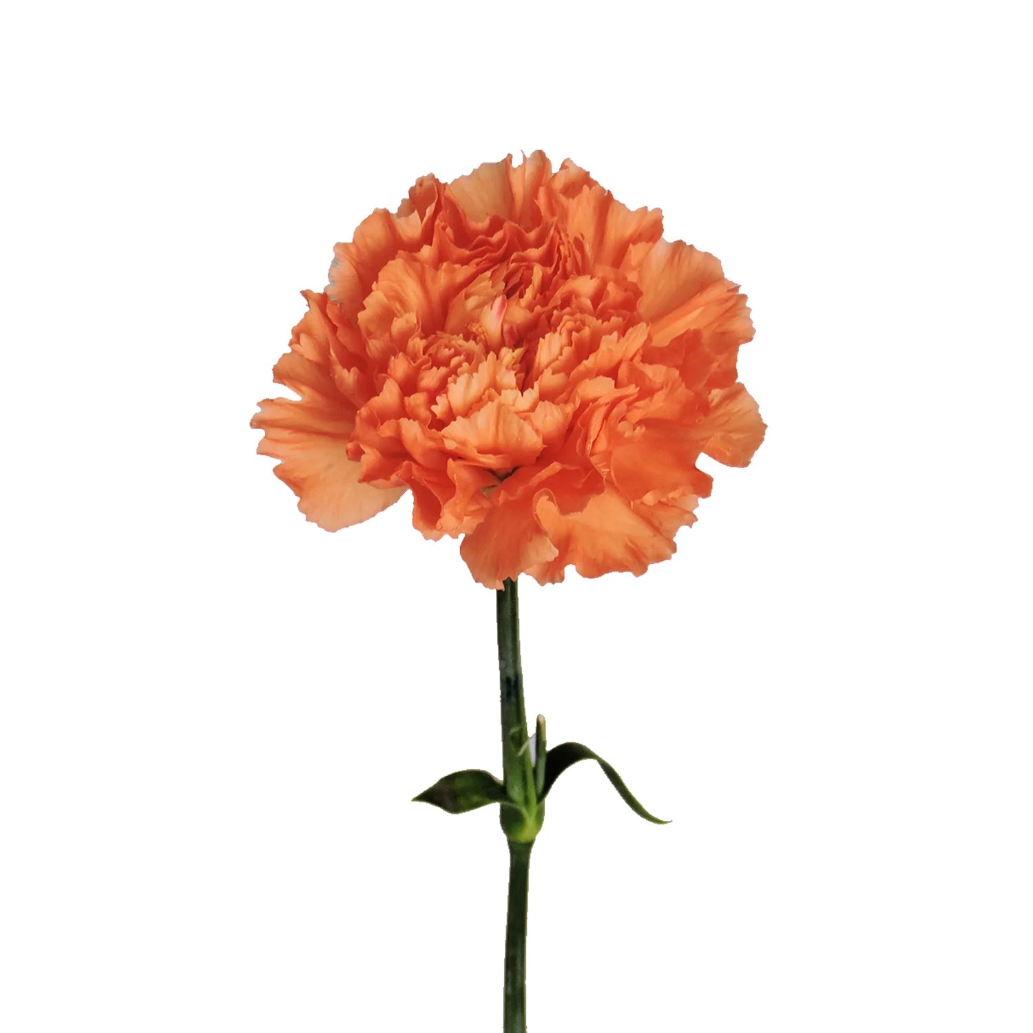 Orange Carnation