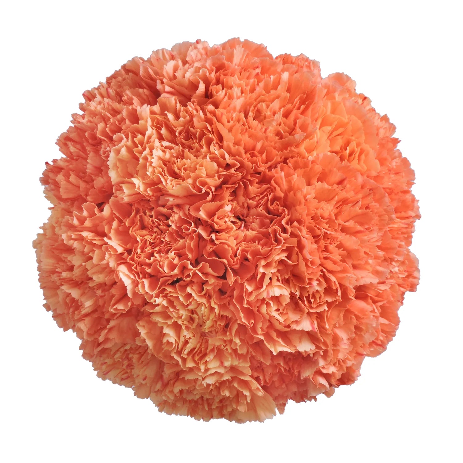 Orange Carnation