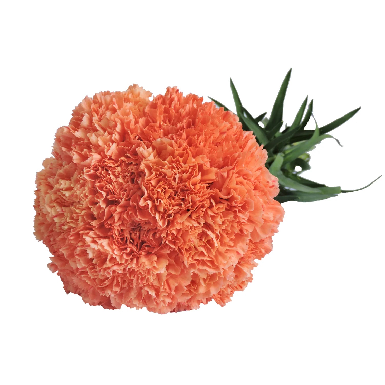 Orange Carnation