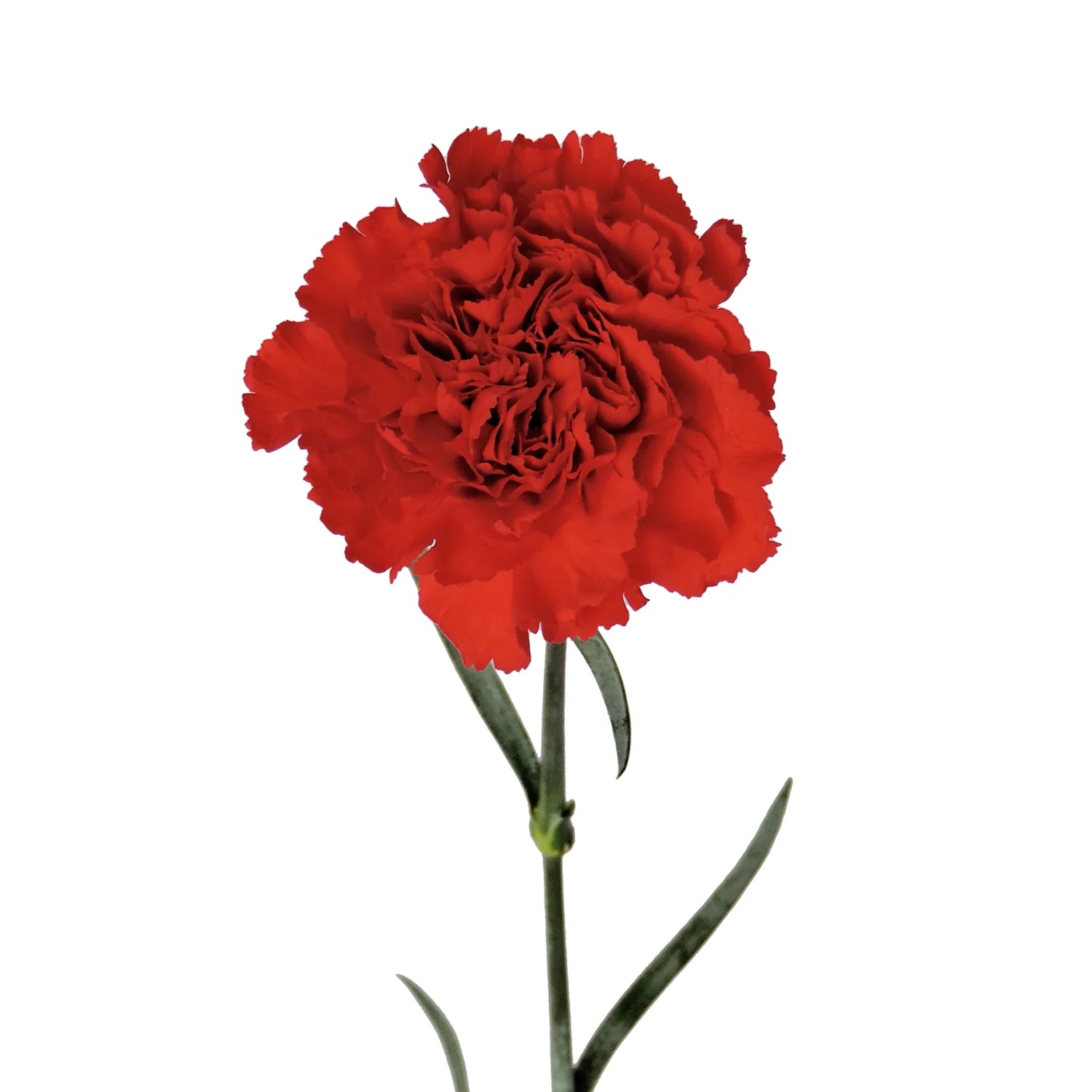 Red Carnation