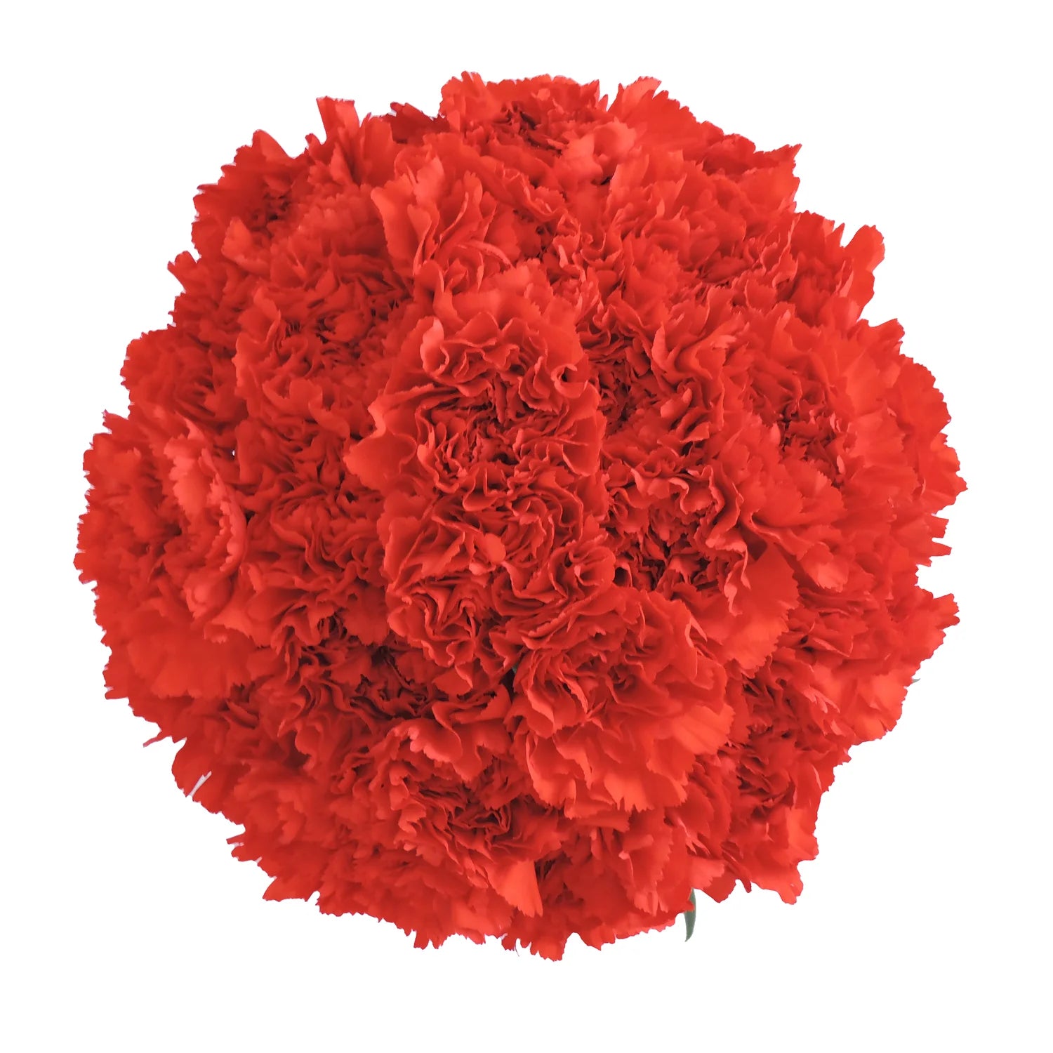 Red Carnation