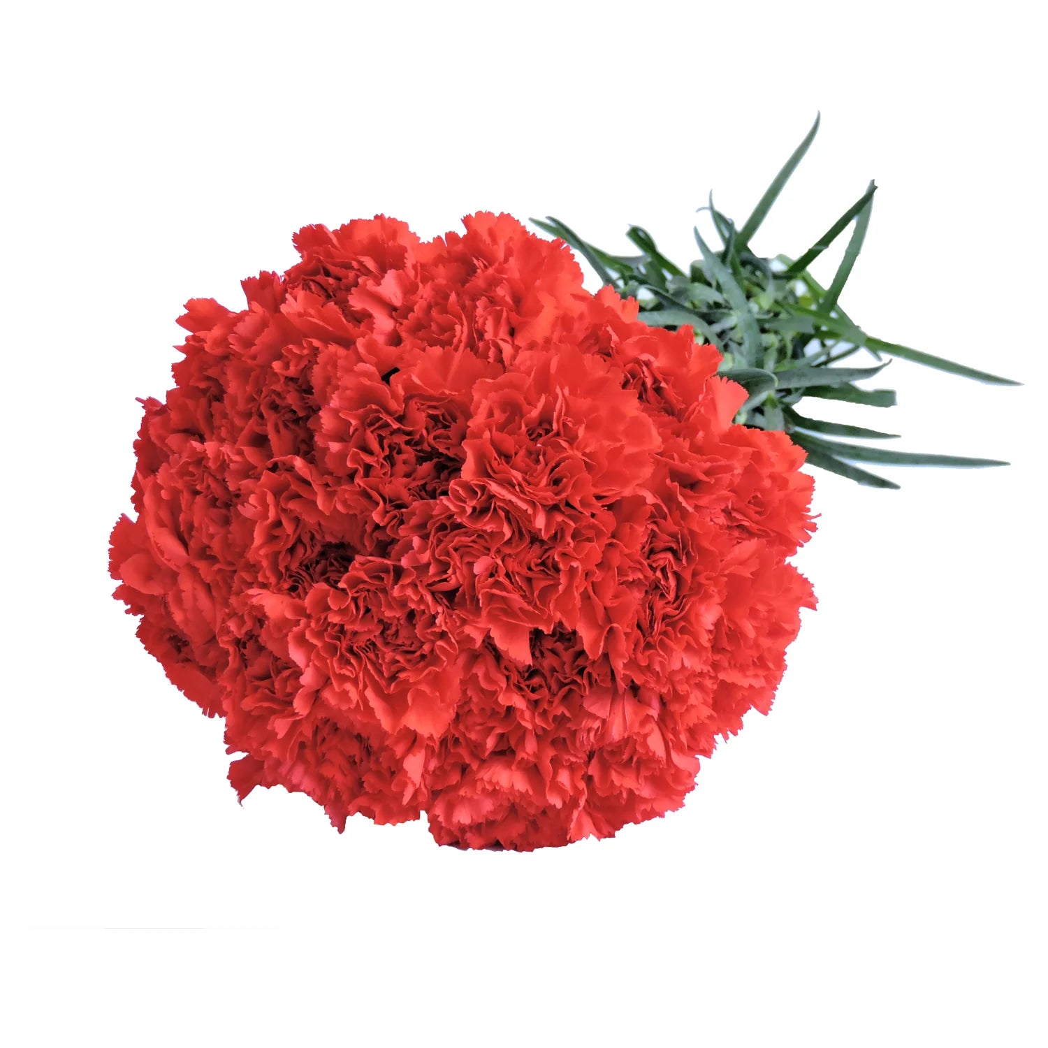 Red Carnation