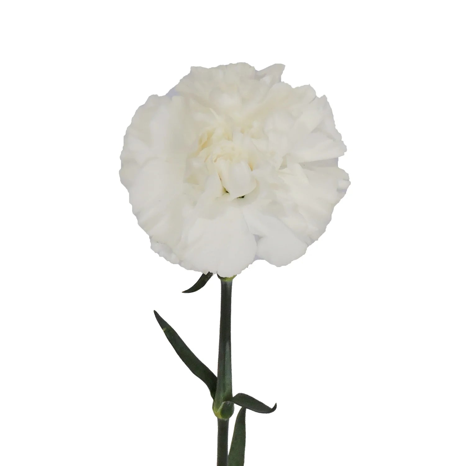 White Carnation