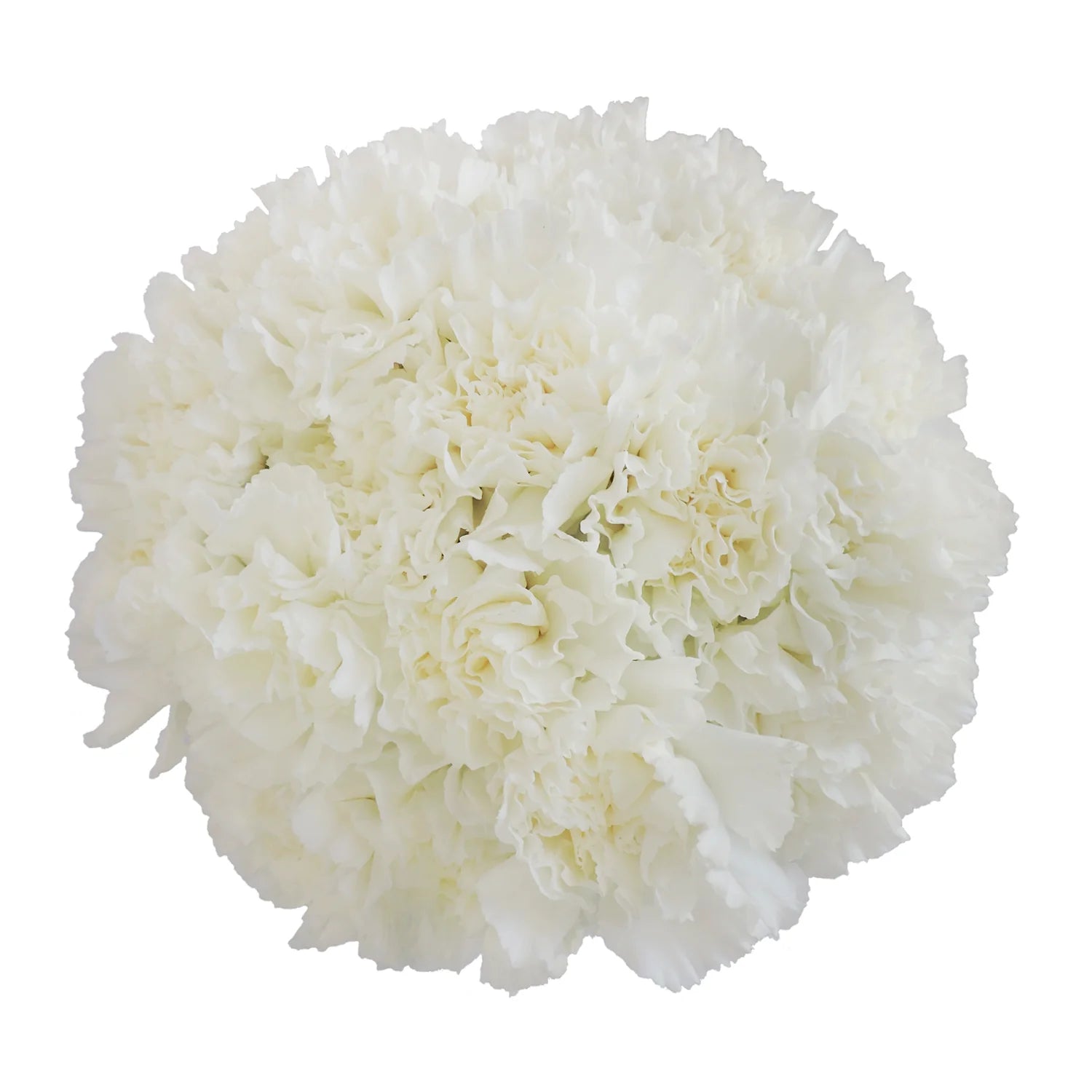 White Carnation