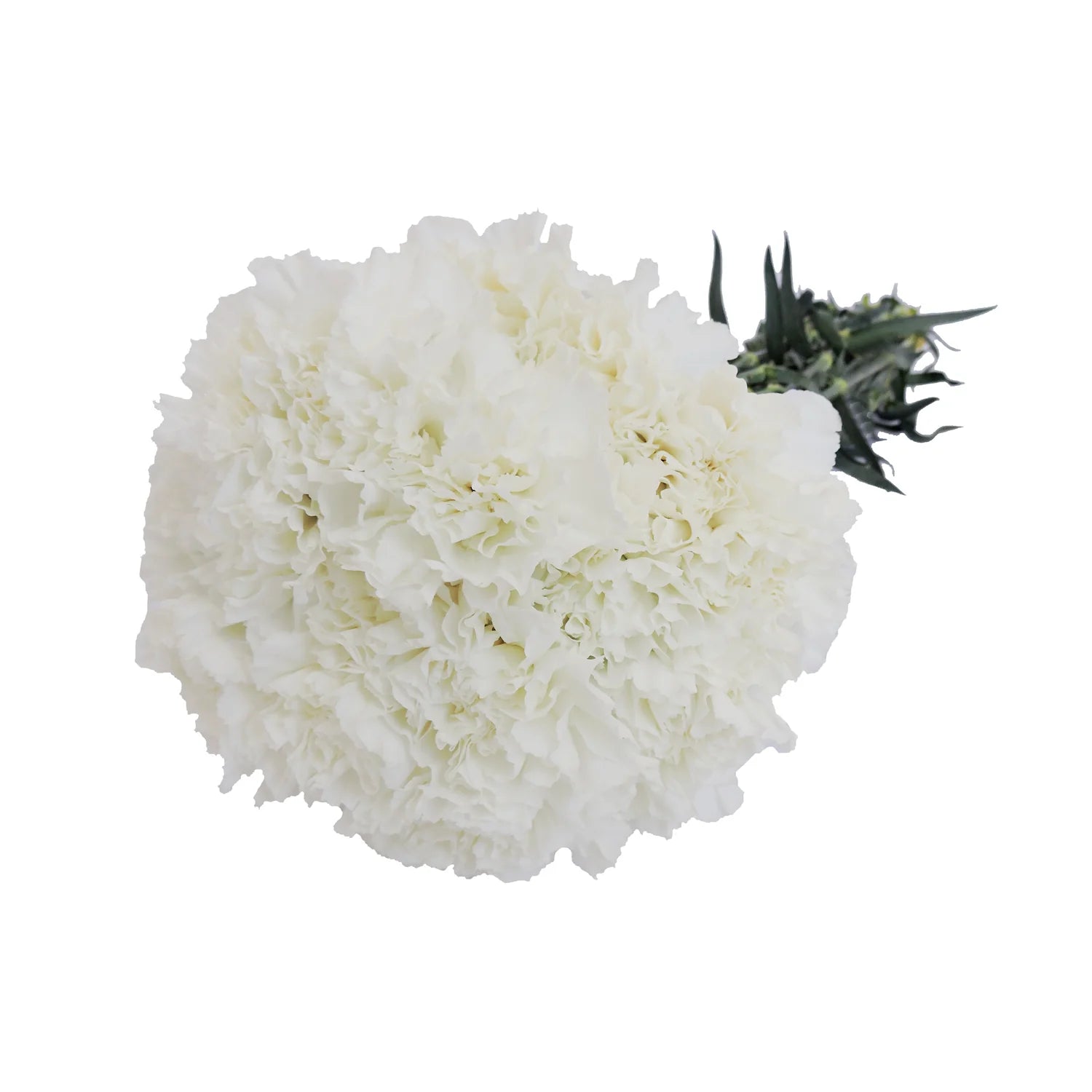 White Carnation