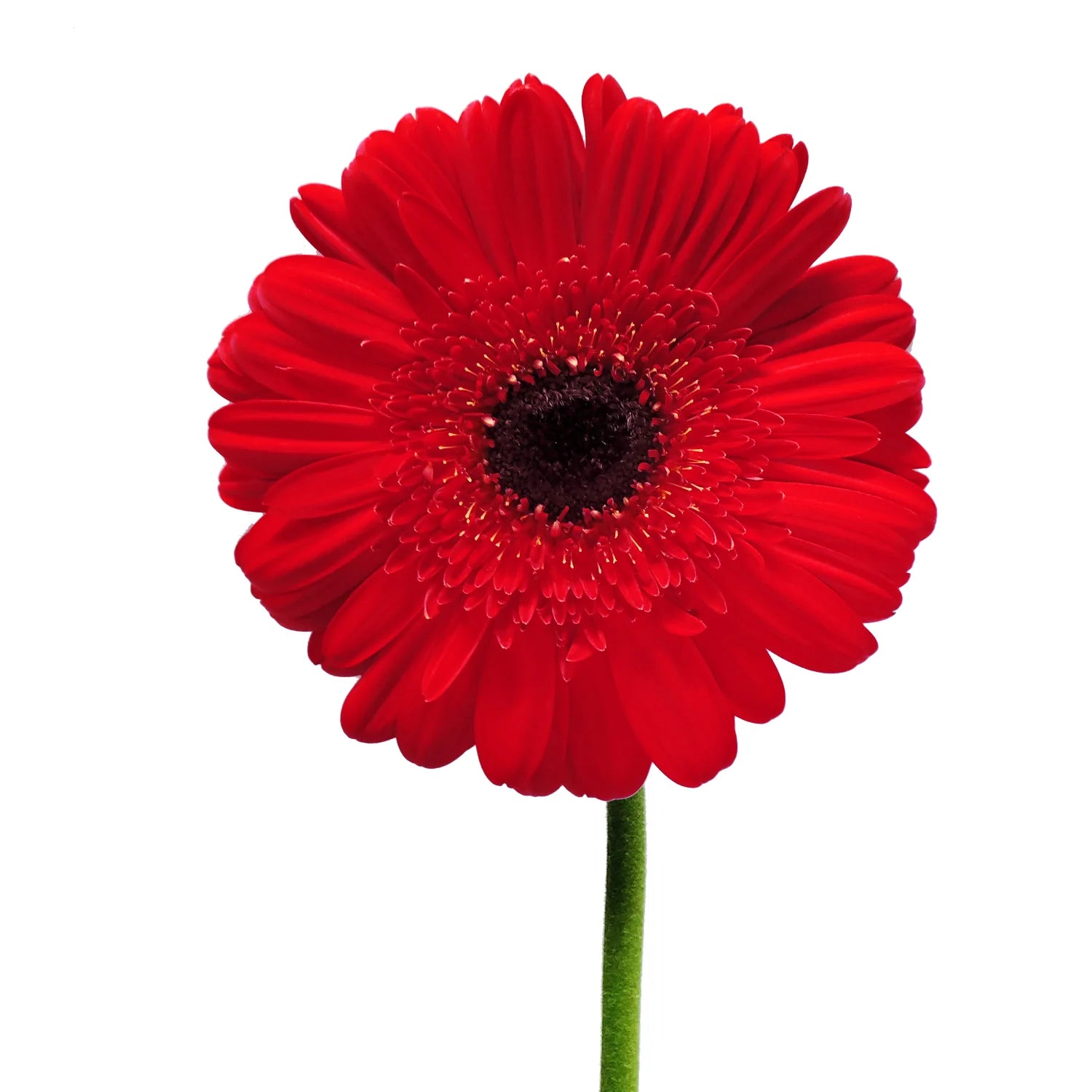 Red Gerbera