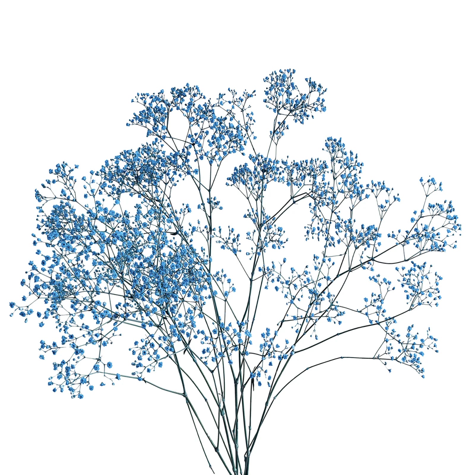 Blue Gypsophila