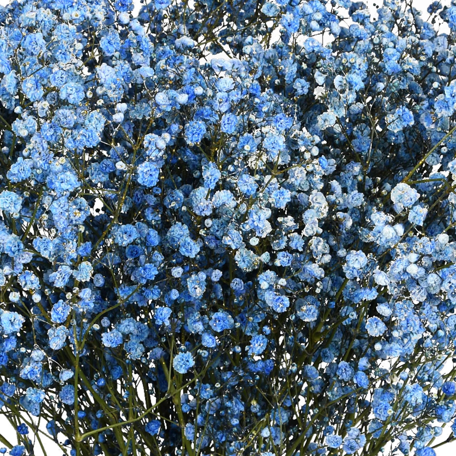 Blue Gypsophila