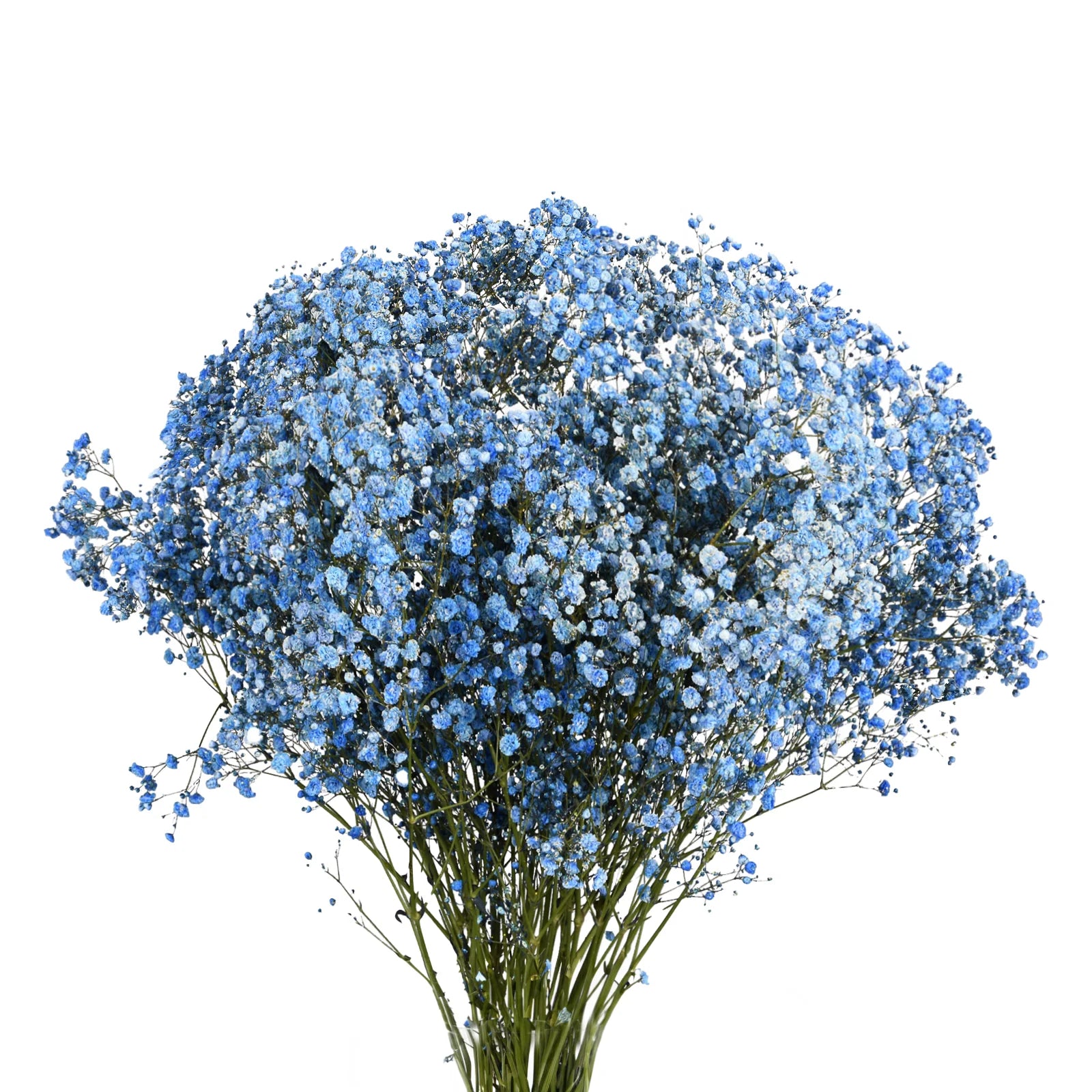 Blue Gypsophila