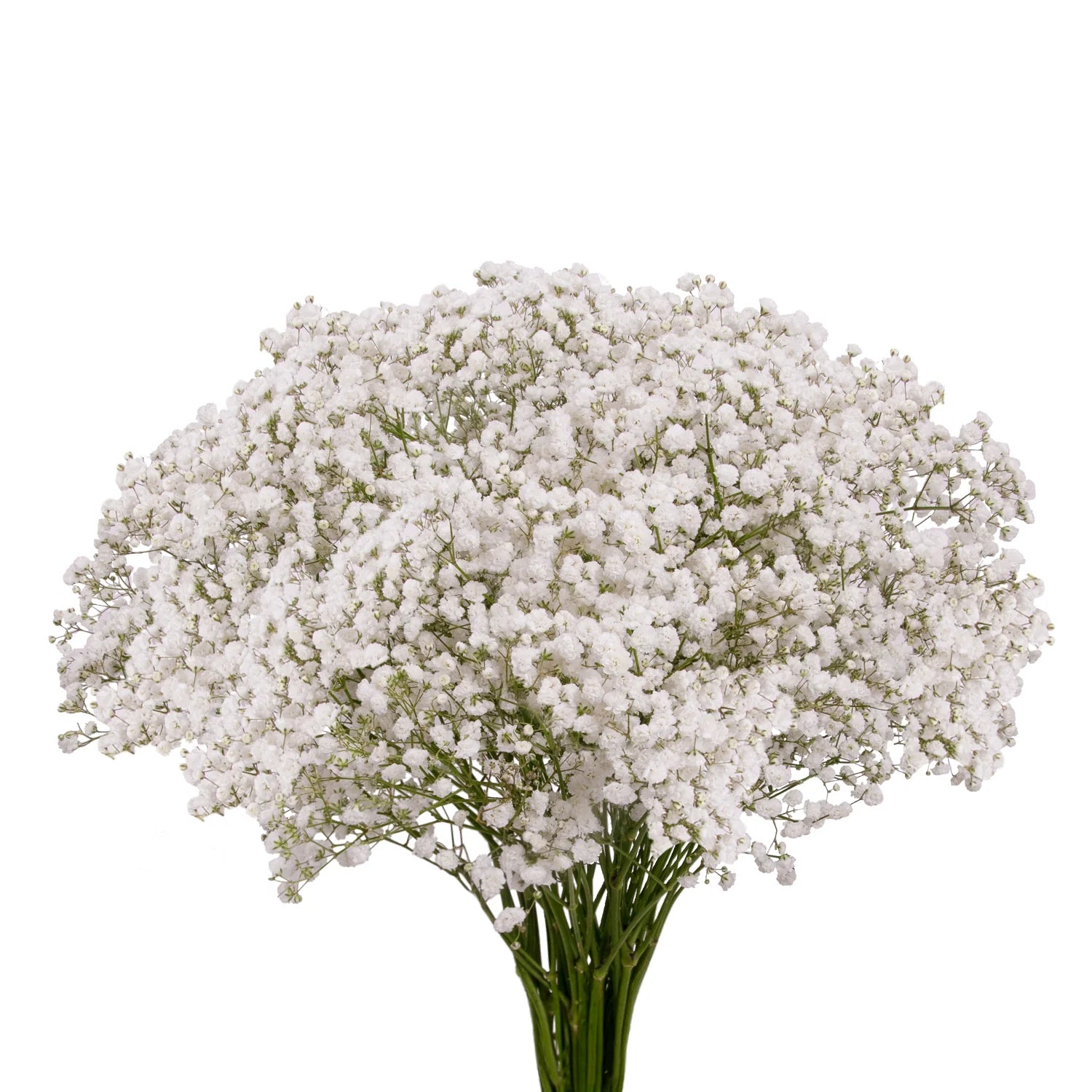 White Gypsophila