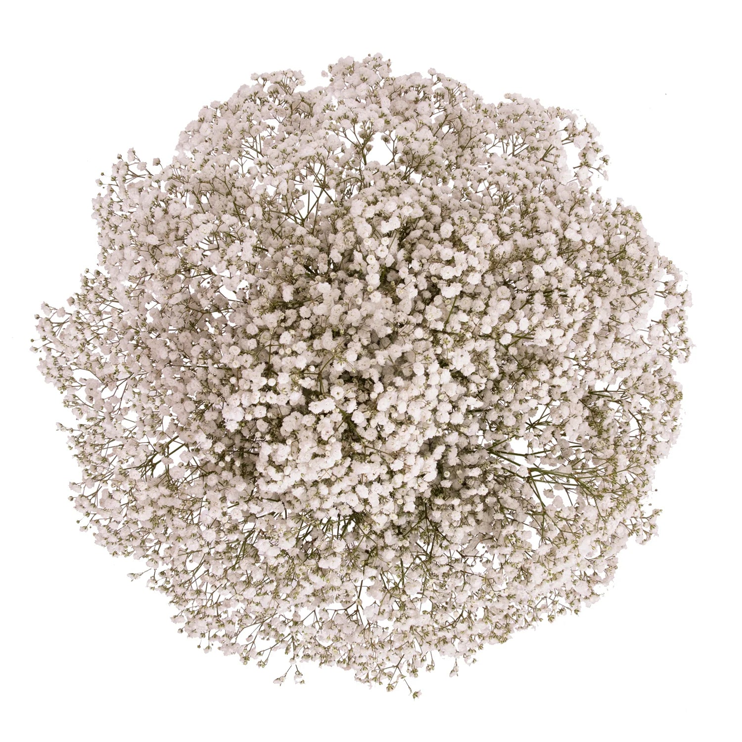 White Gypsophila