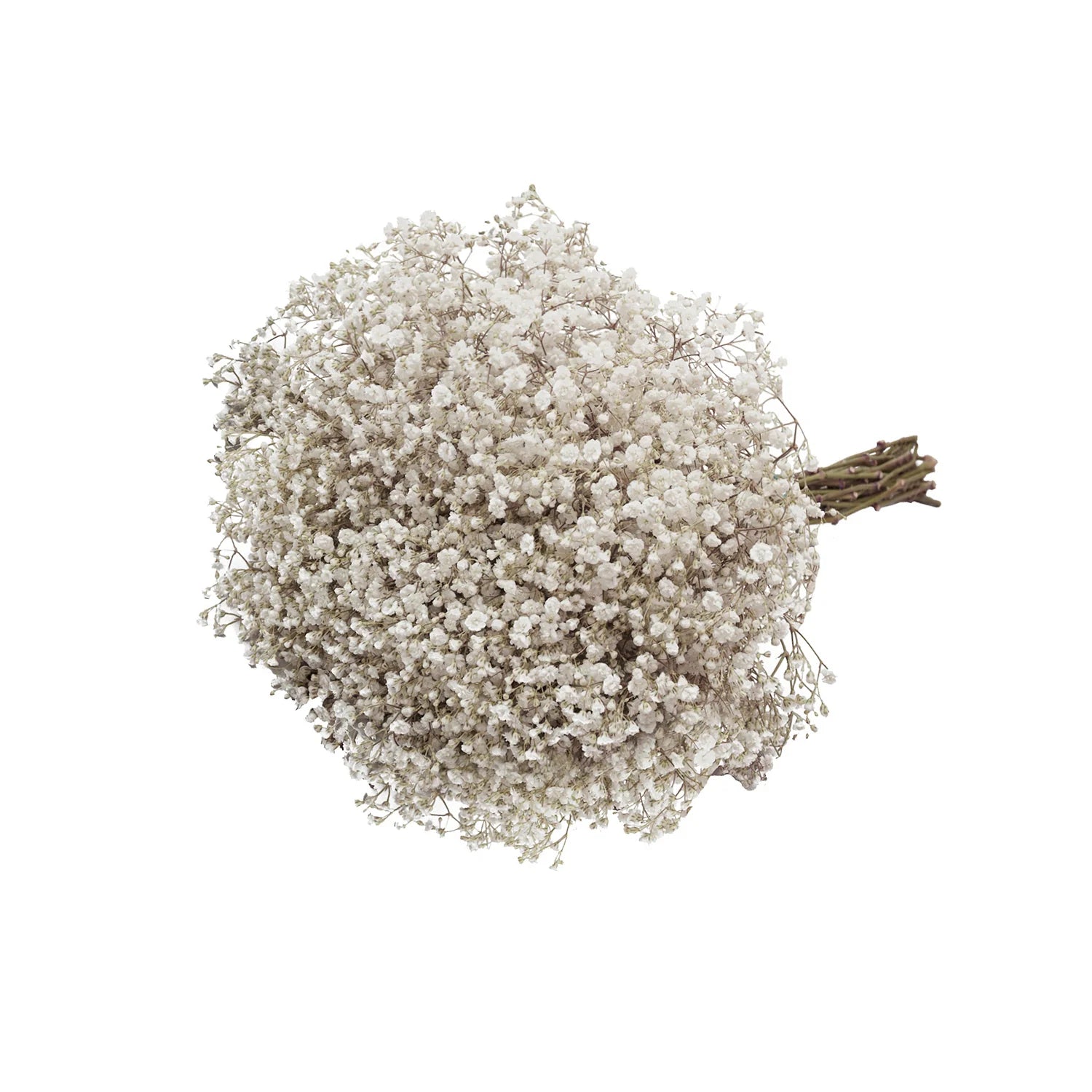 White Gypsophila