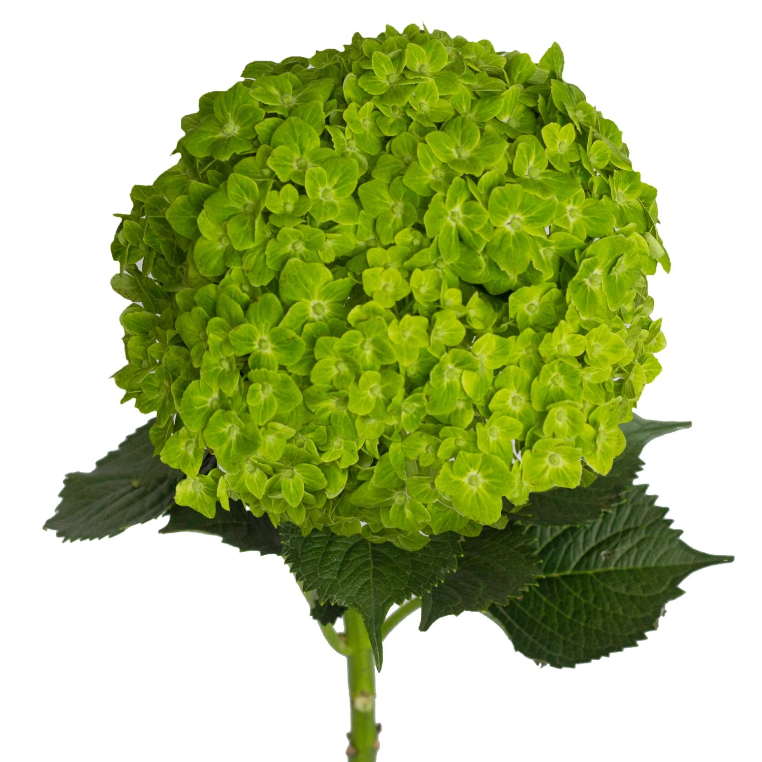 Green Hydrangea