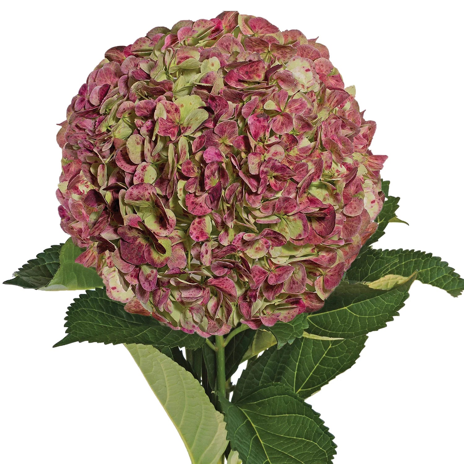 Antique Red Hydrangea