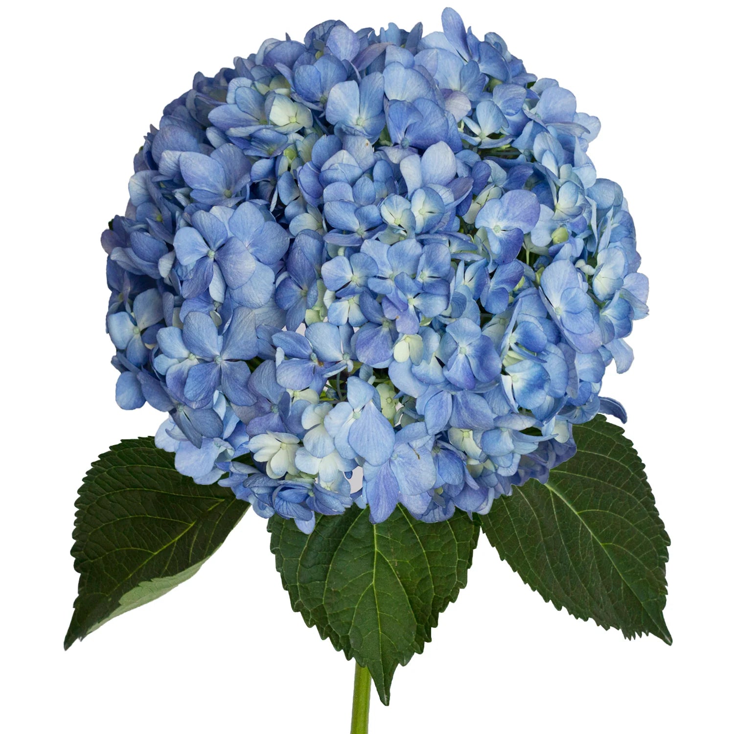 Blue Hydrangea