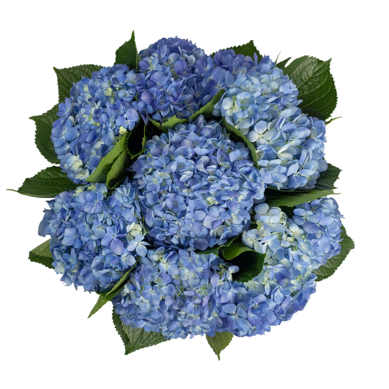 Blue Hydrangea