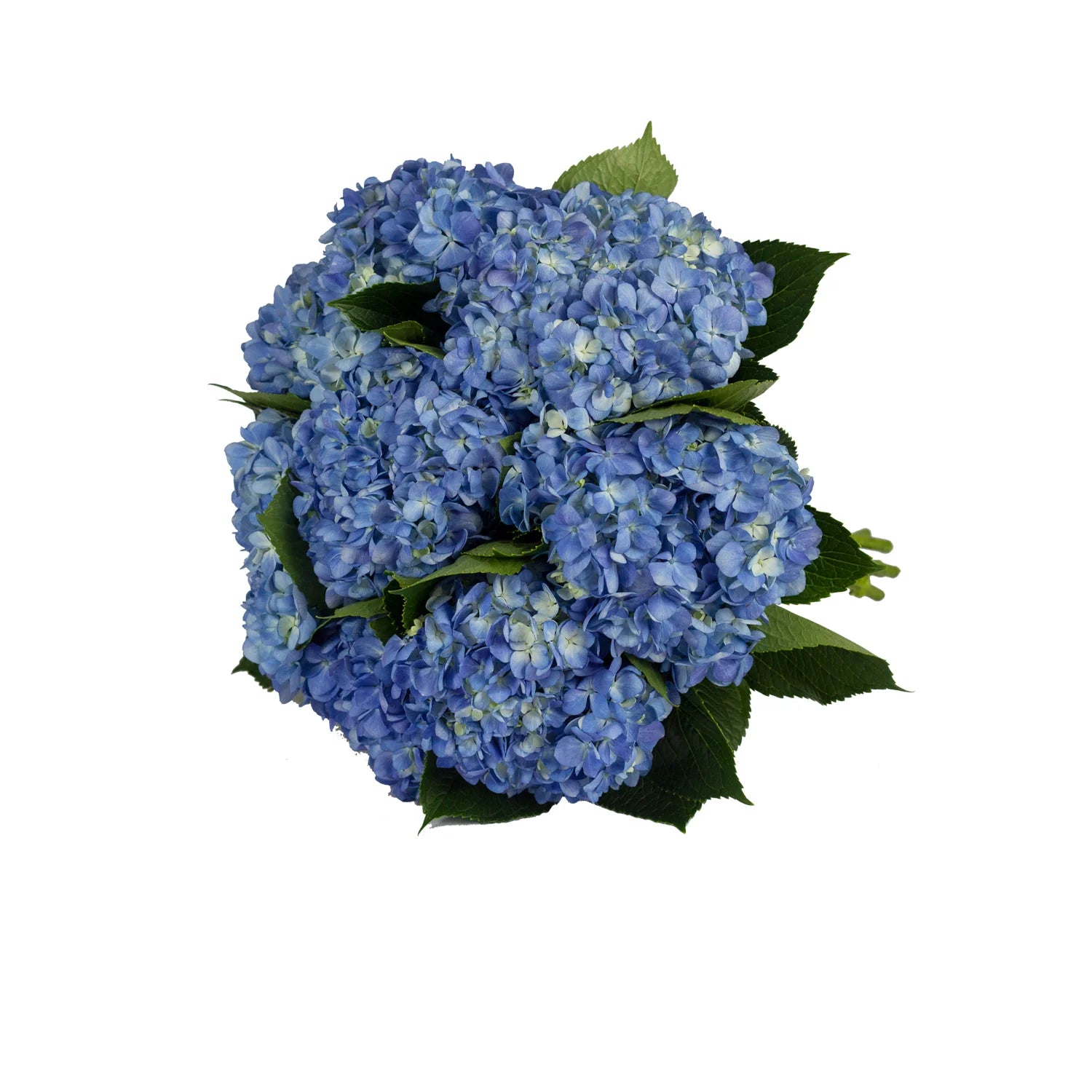 Blue Hydrangea