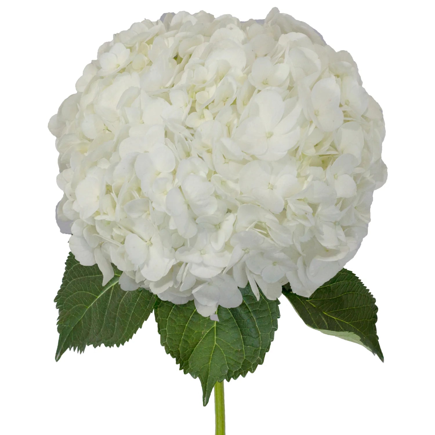 White Hydrangea