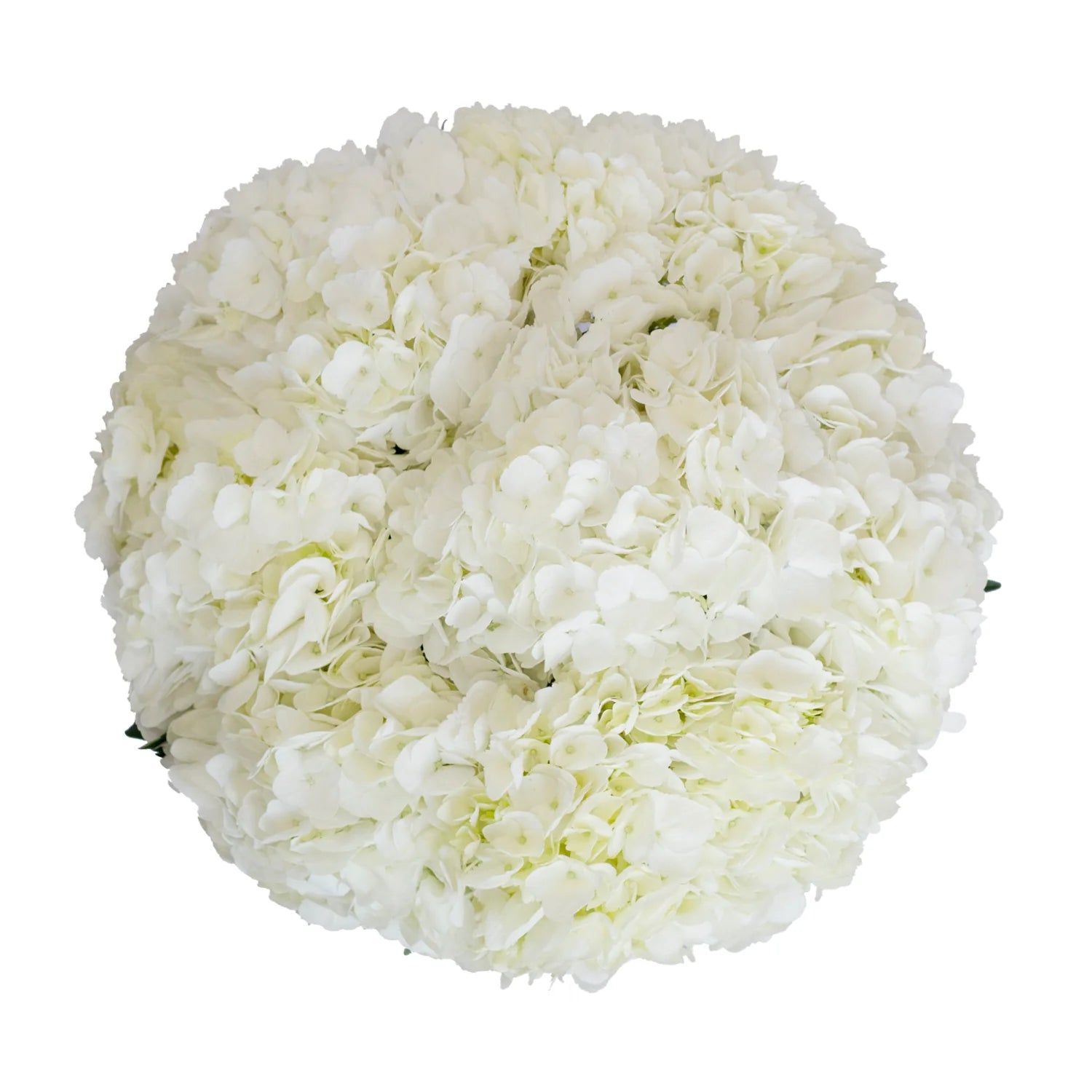 White Hydrangea