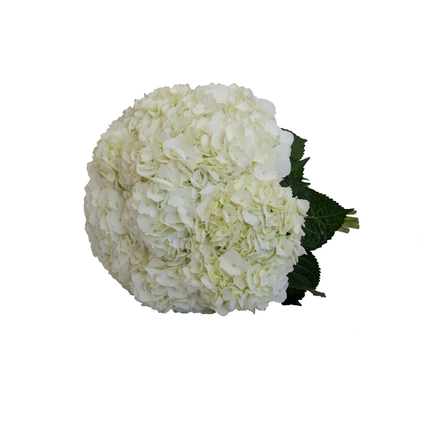 White Hydrangea