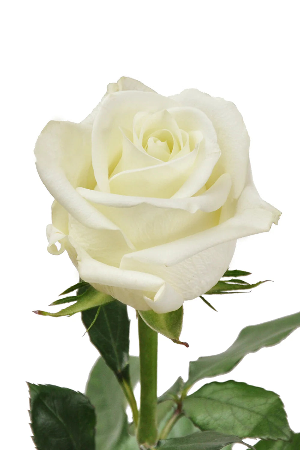 White Rose