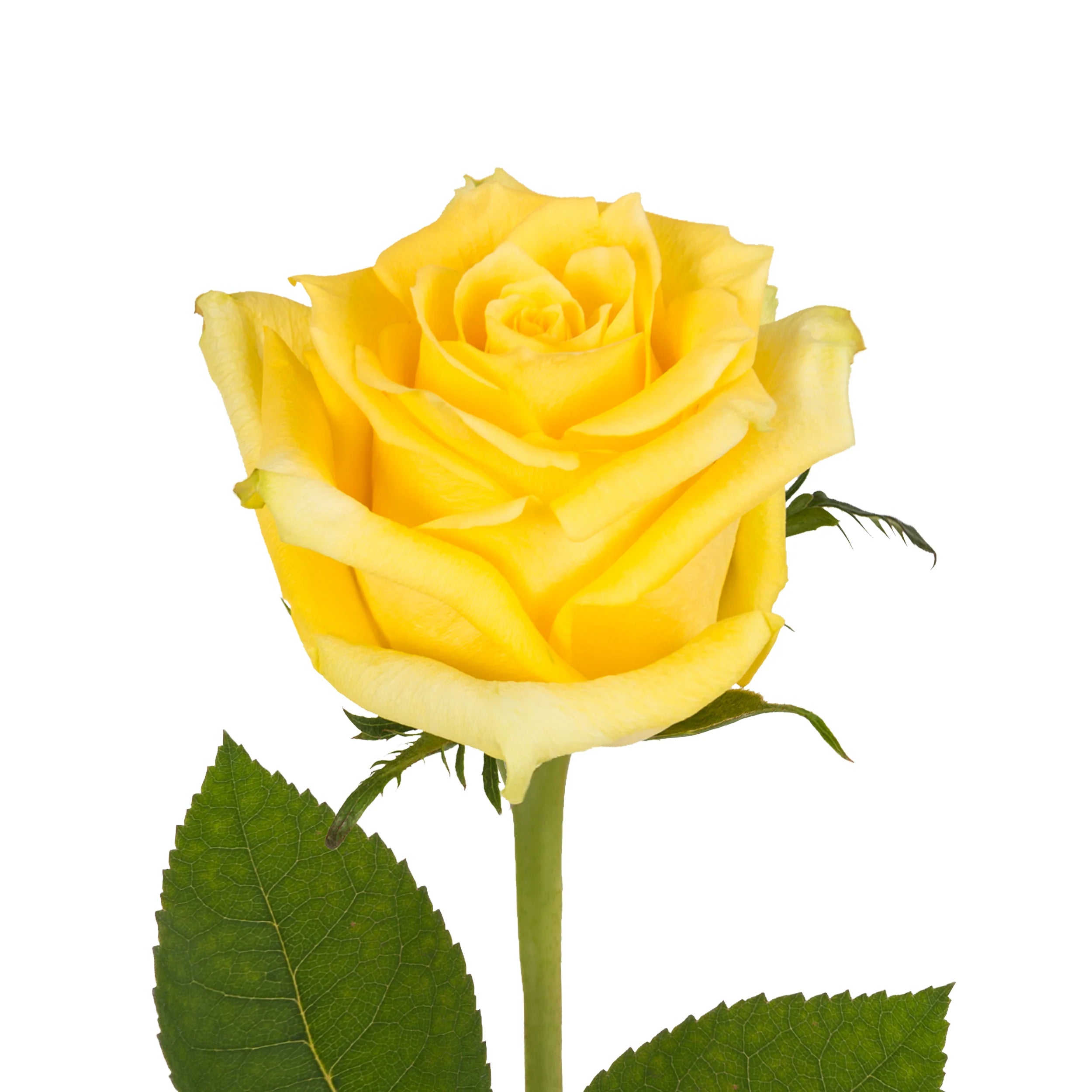 Yellow Rose