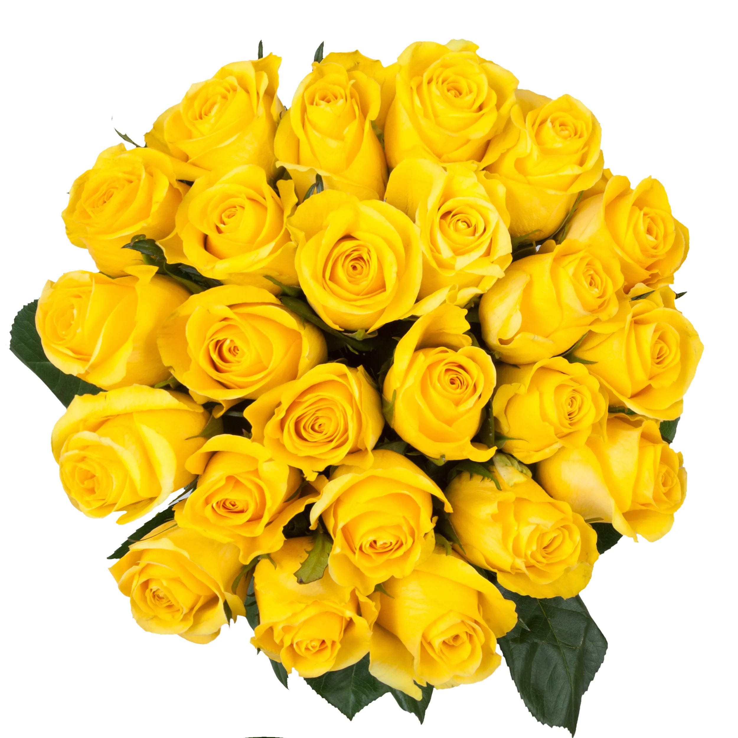 Yellow Rose