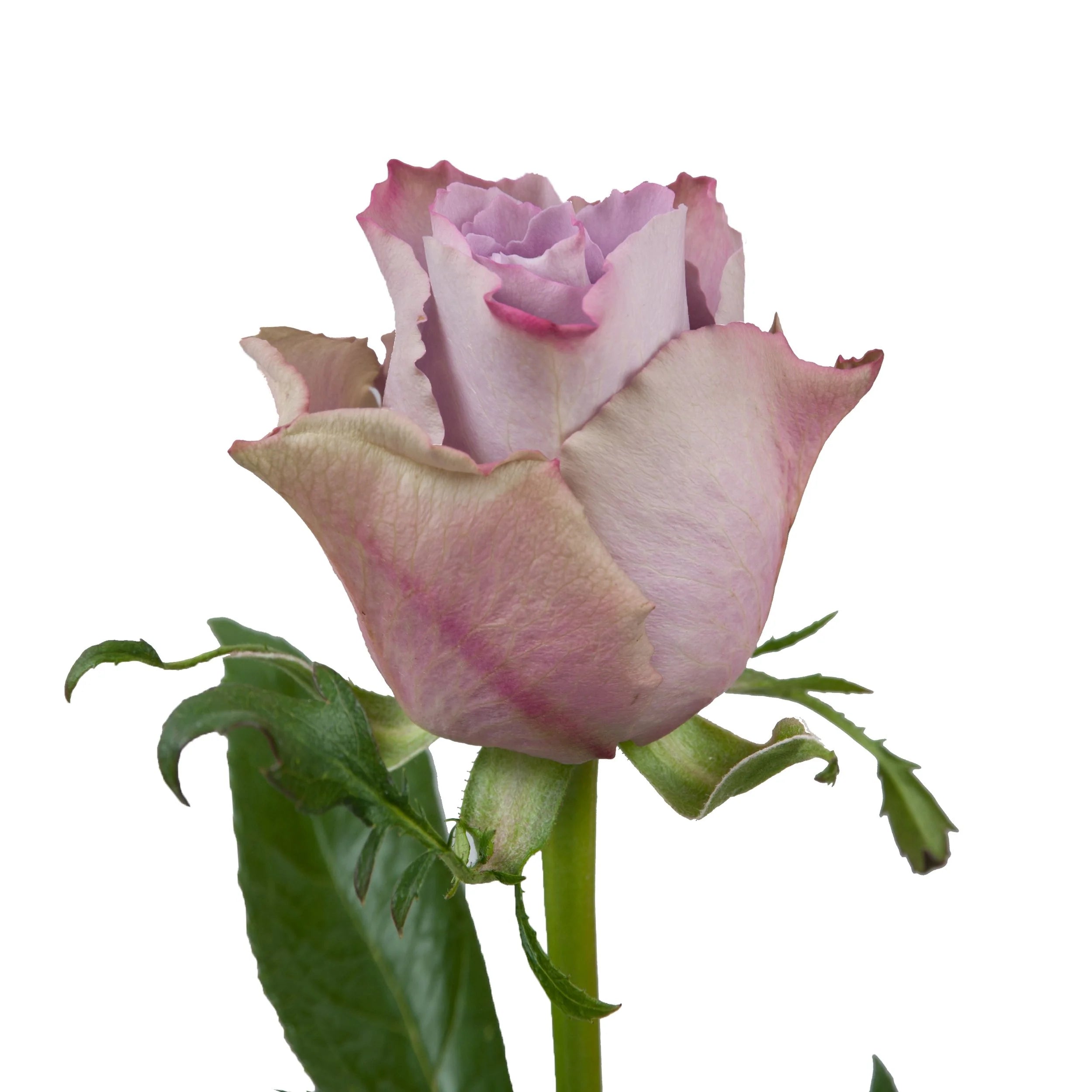 Light Purple Rose