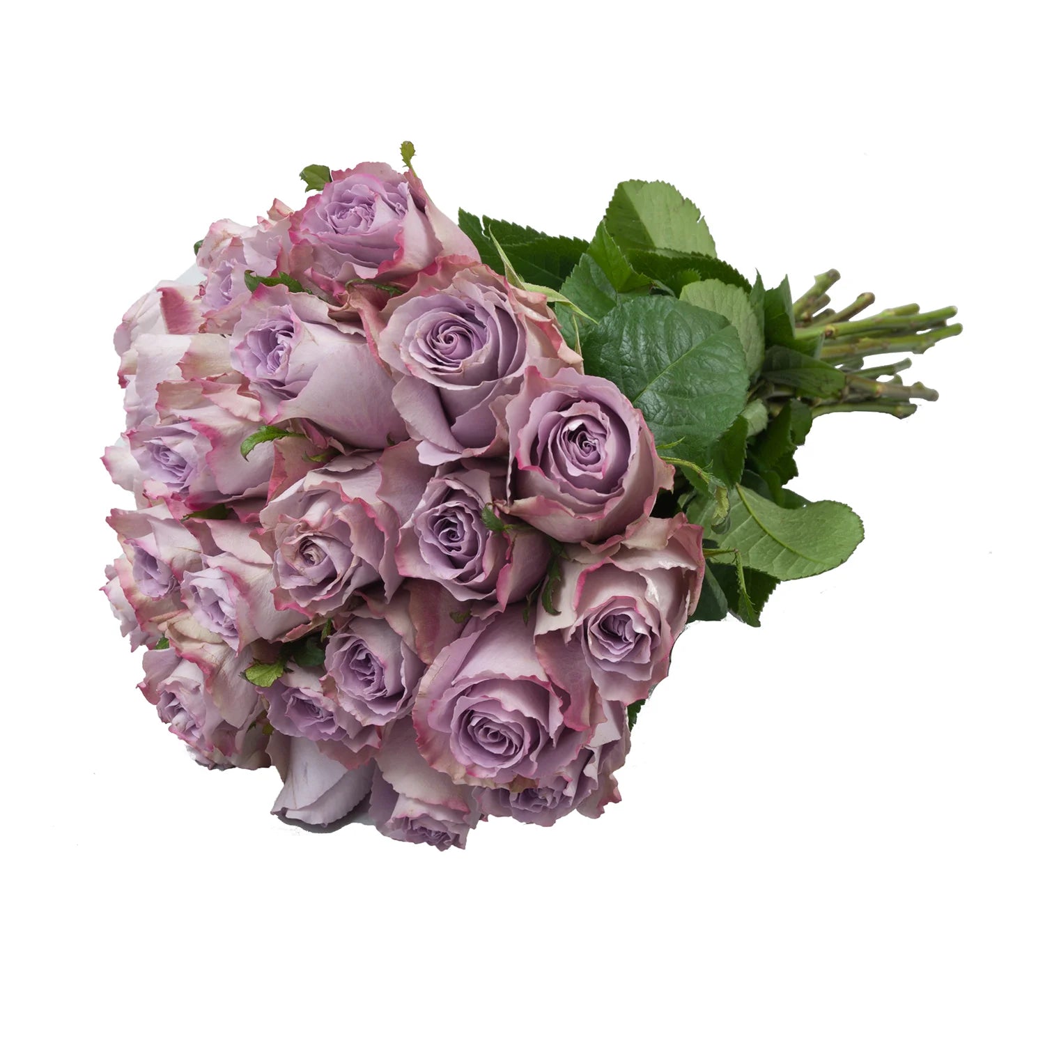 Light Purple Rose