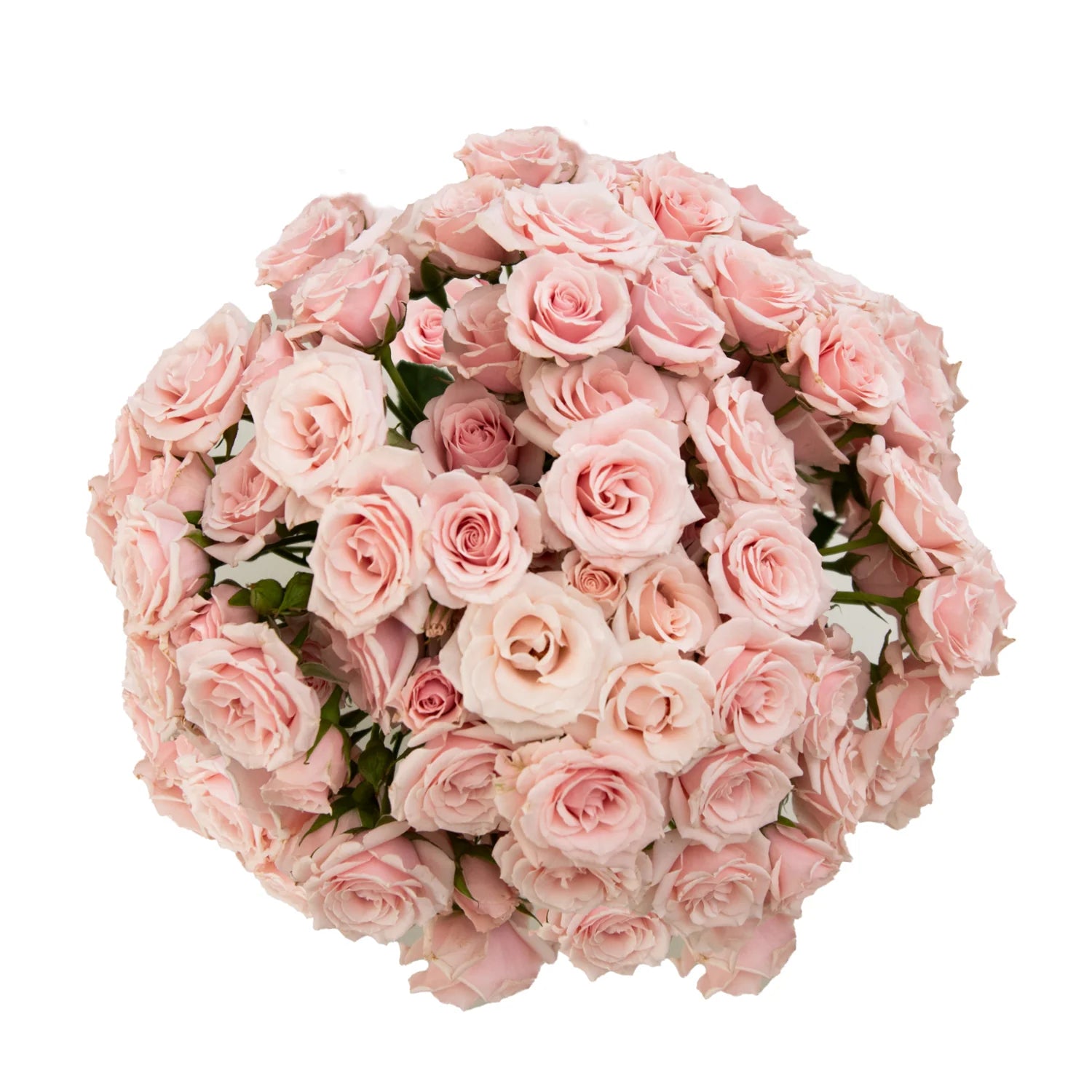 Light Pink Spray Rose