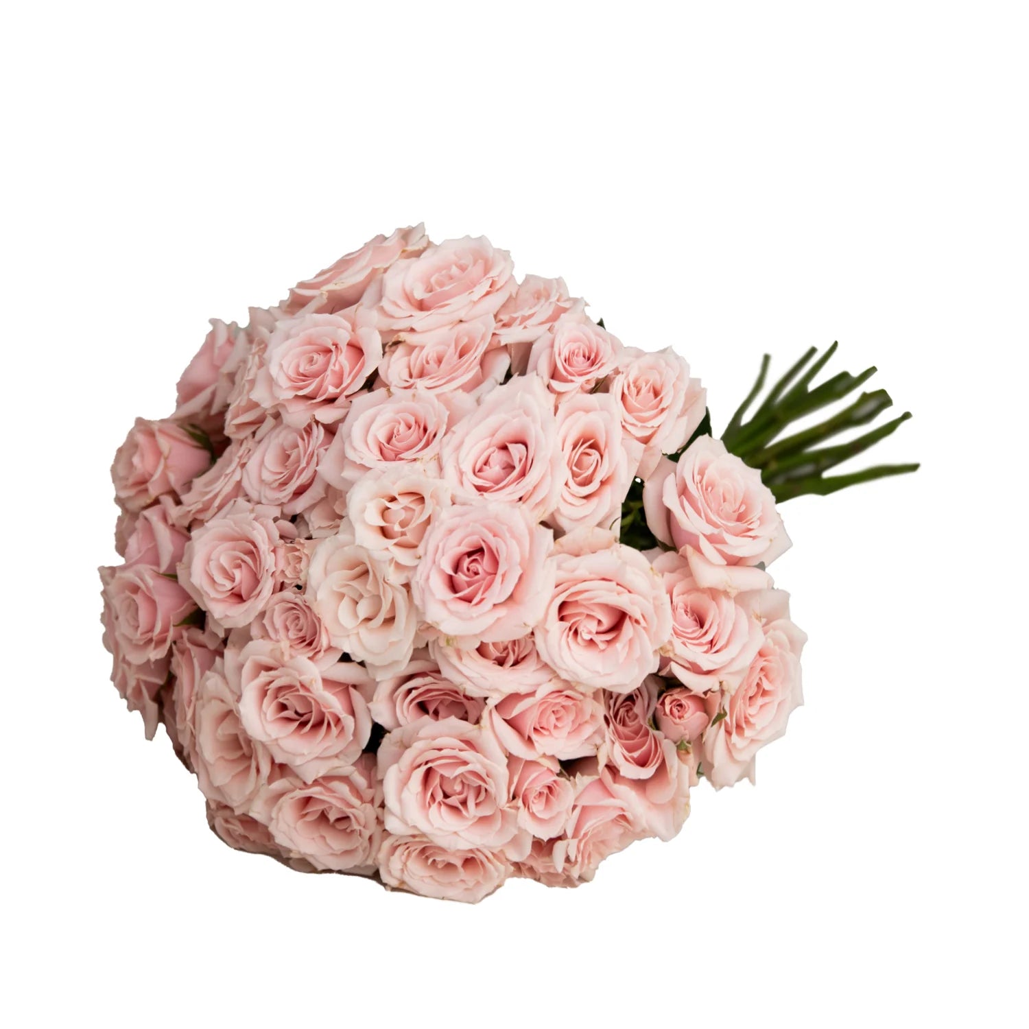 Light Pink Spray Rose