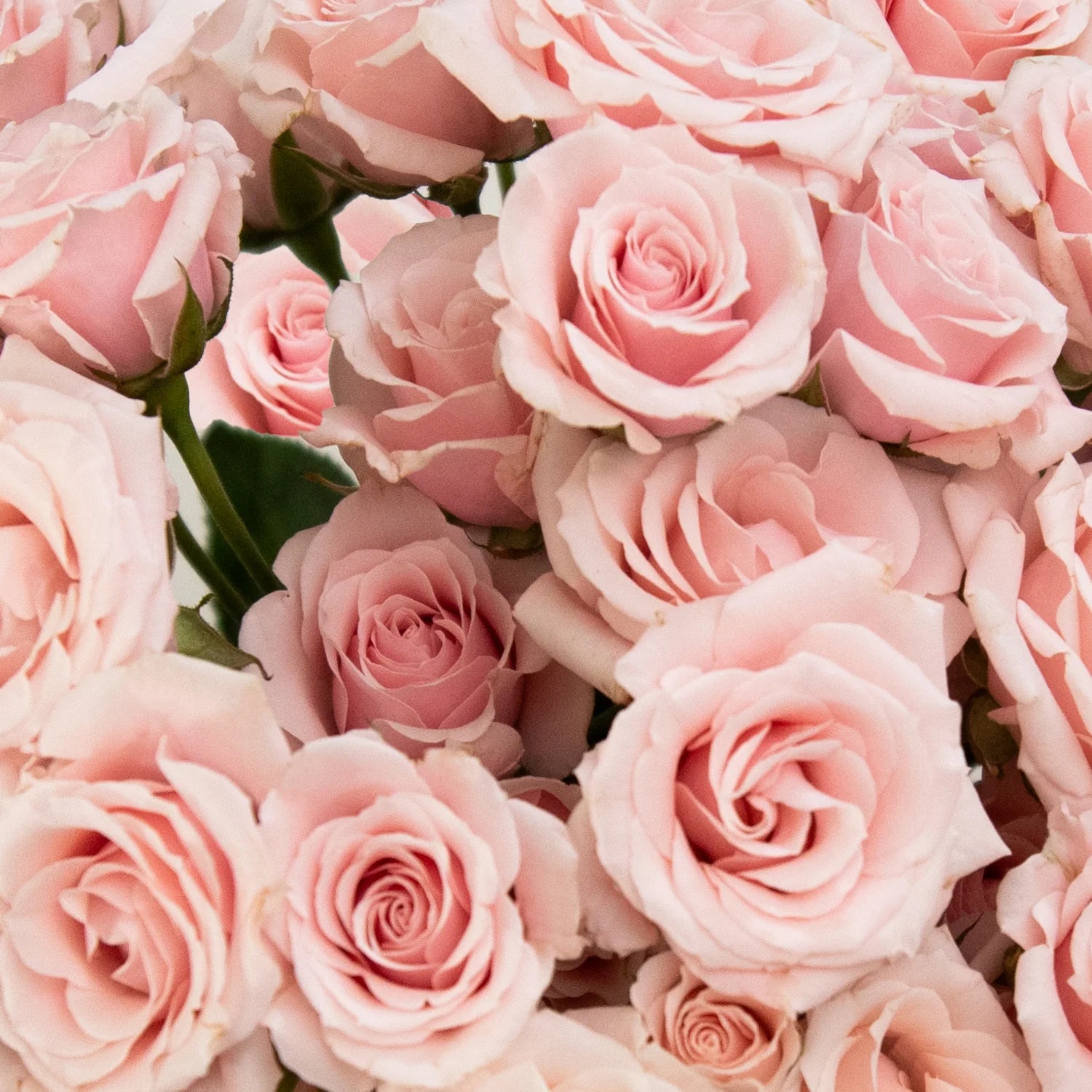 Light Pink Spray Rose