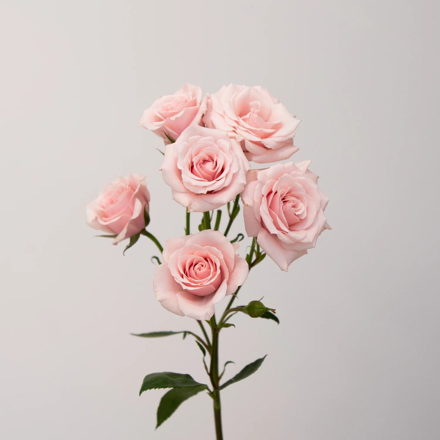 Light Pink Spray Rose