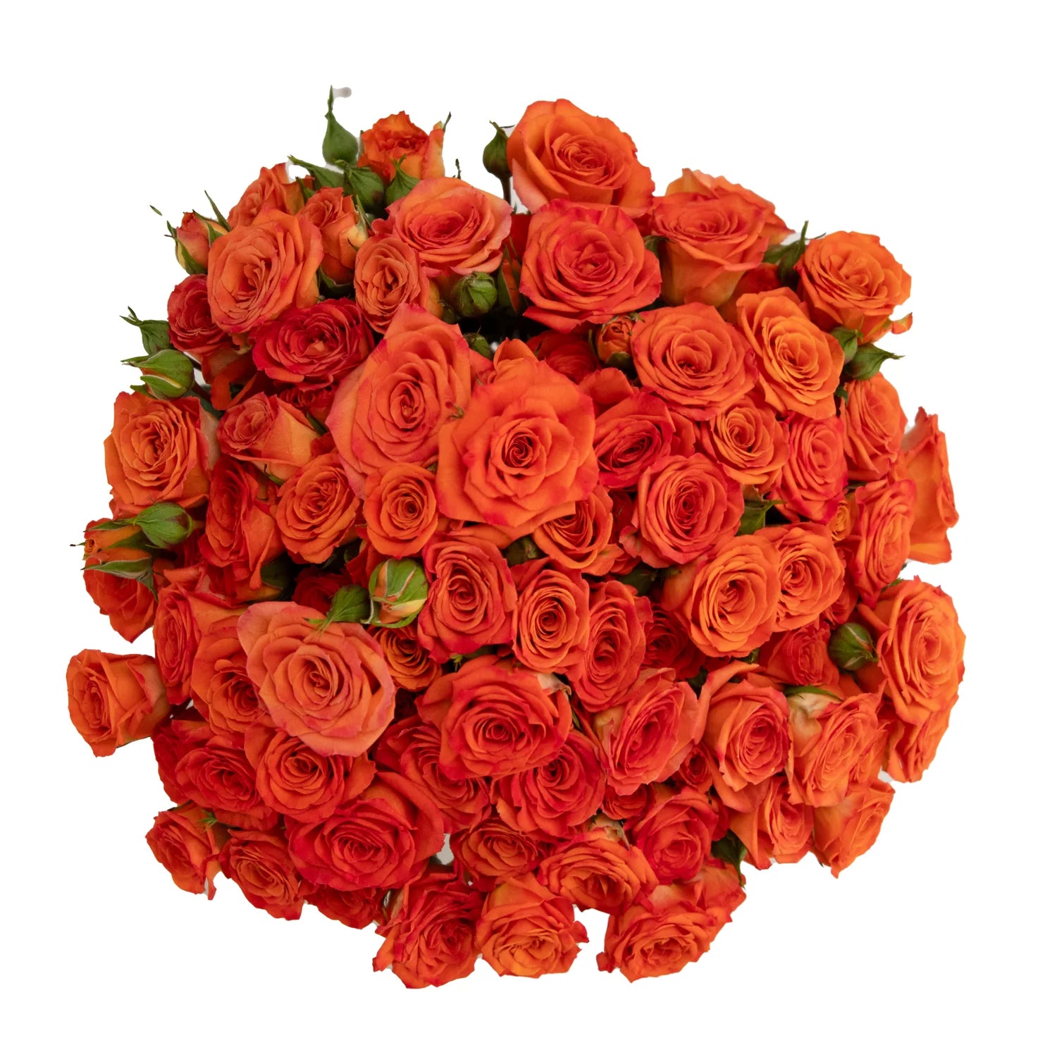 Orange Baby Rose